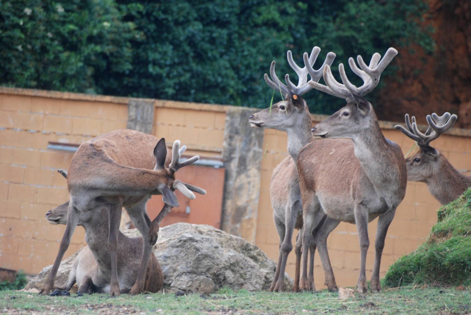 Spanish Red Deer at Cabarceno, 11/06/15