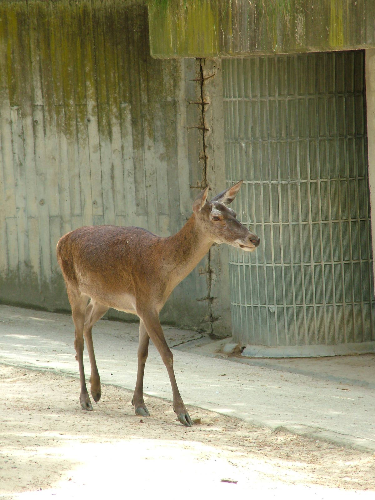 Spanish Red Deer at Madrid Zoo Aquarium, 26/05/11