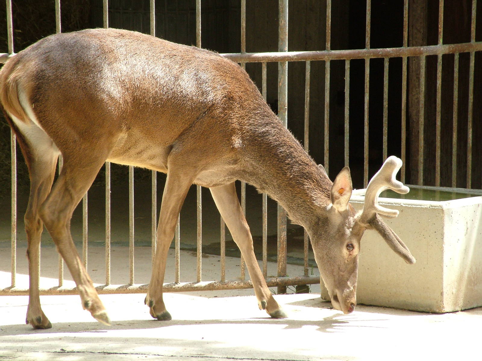 Spanish Red Deer at Madrid Zoo Aquarium, 26/05/11