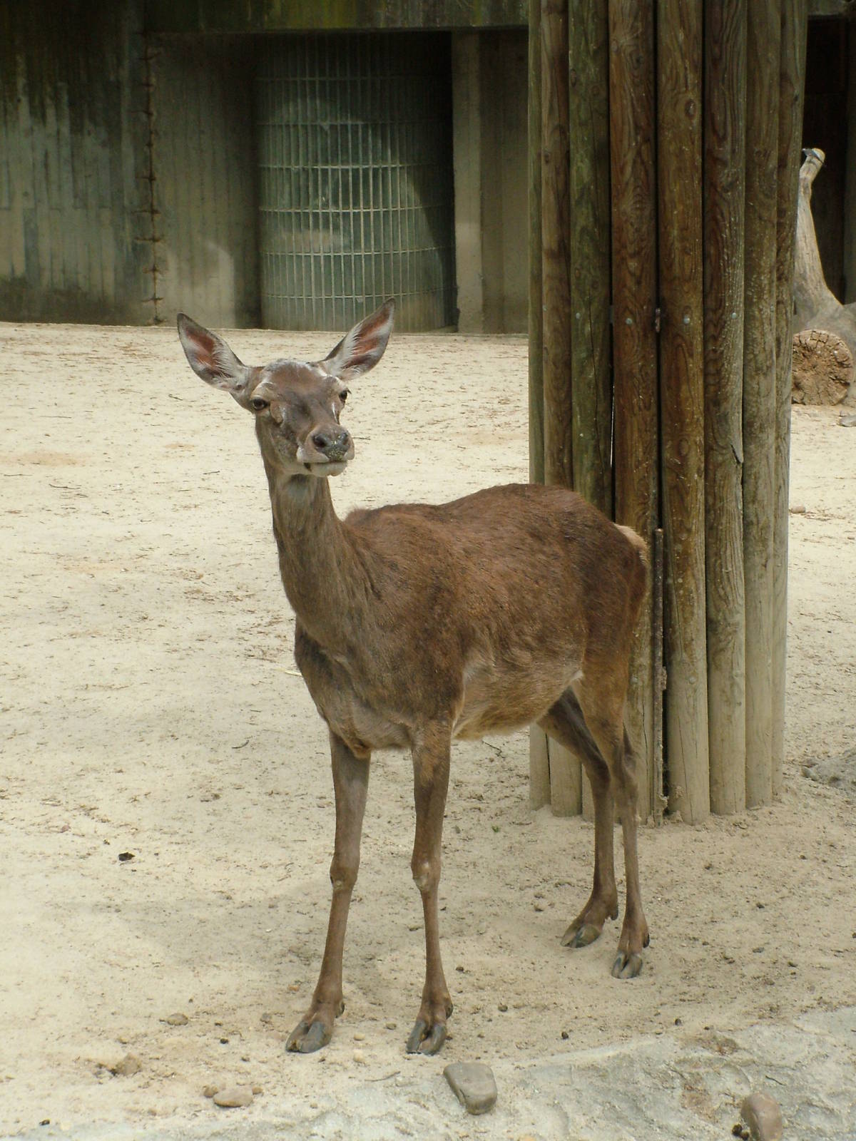 Spanish Red Deer at Madrid Zoo Aquarium, 26/05/11