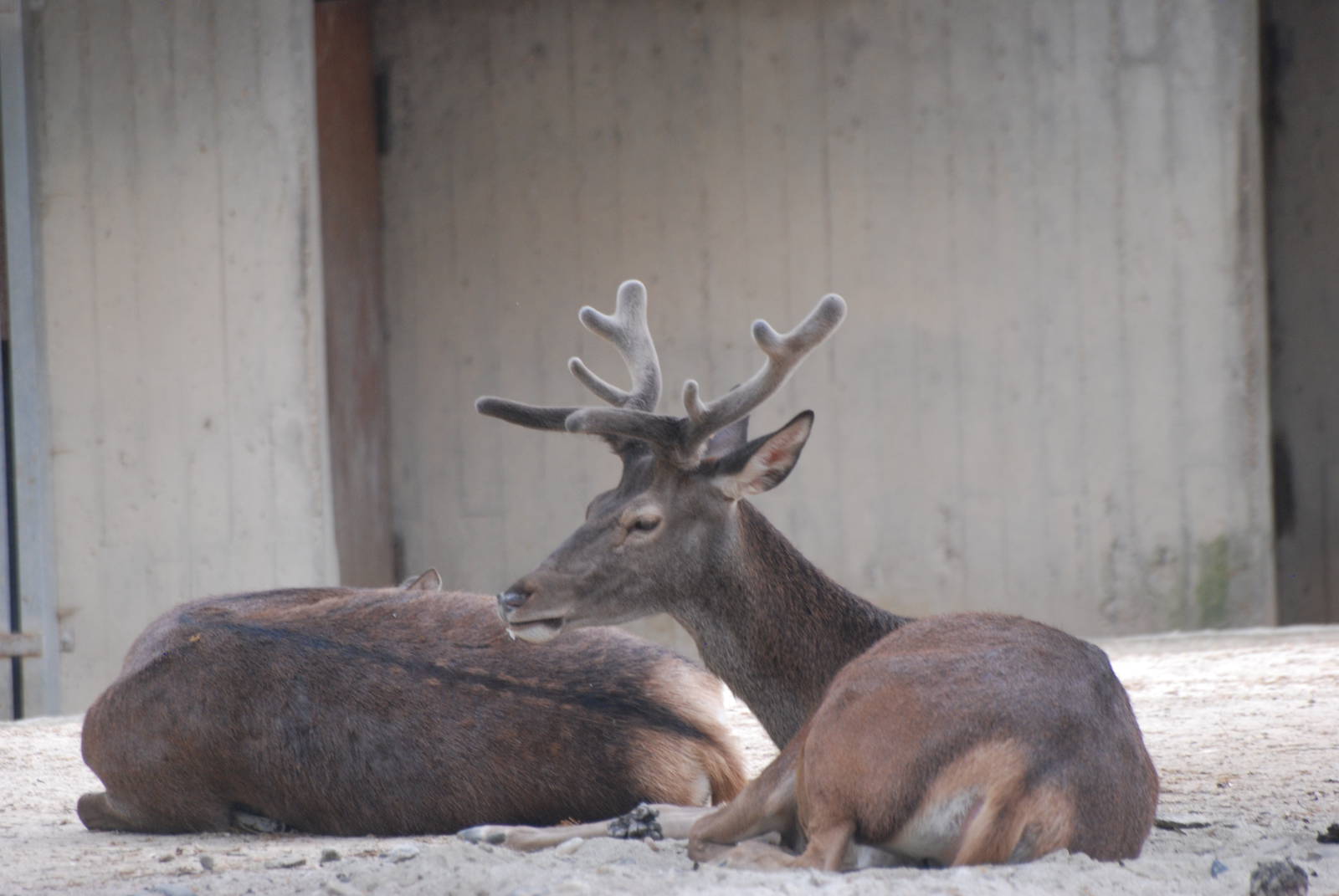 Spanish Red Deer at Madrid Zoo Aquarium, 26/05/11