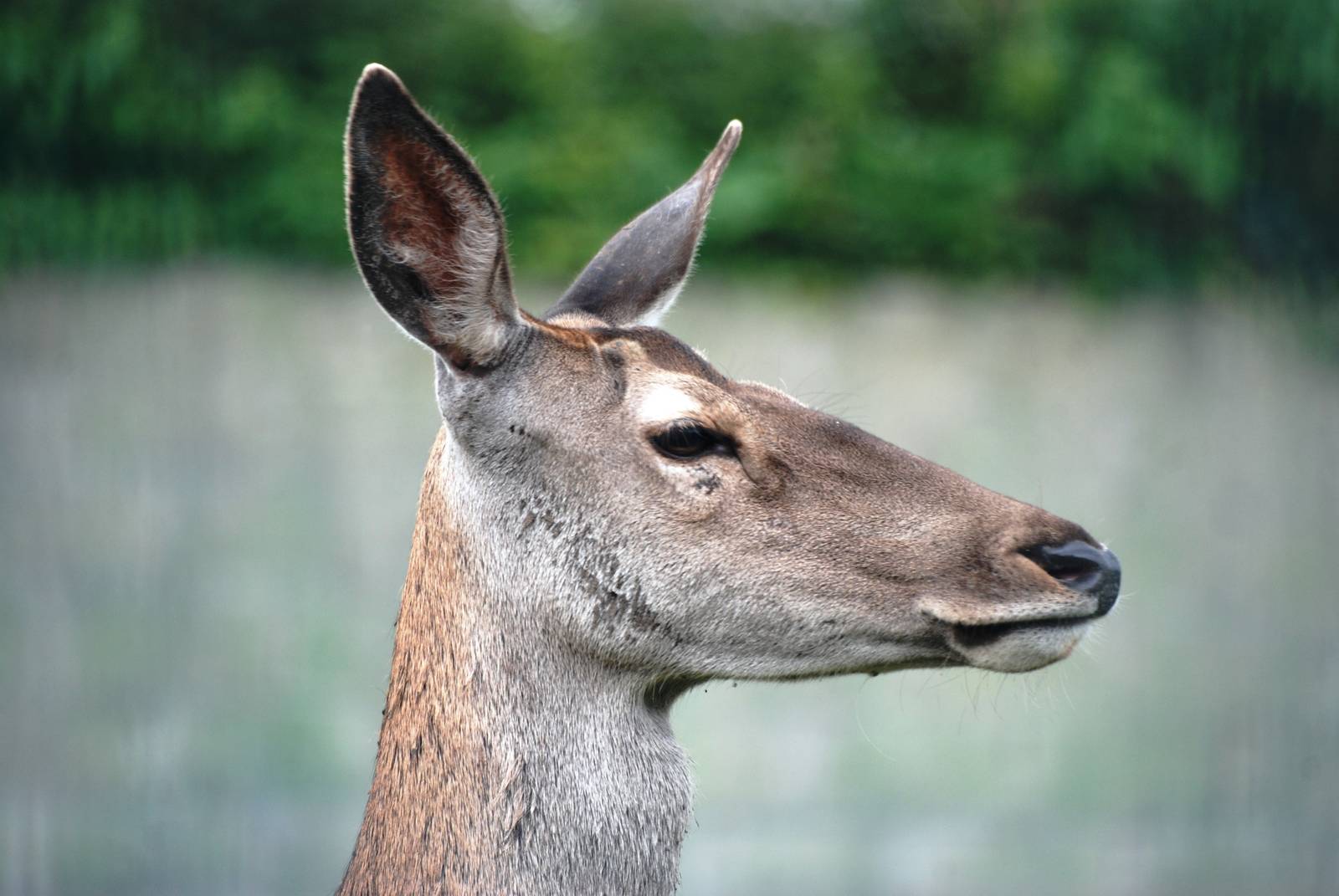 Spanish Red Deer at Santillana del Mar, 13/06/15
