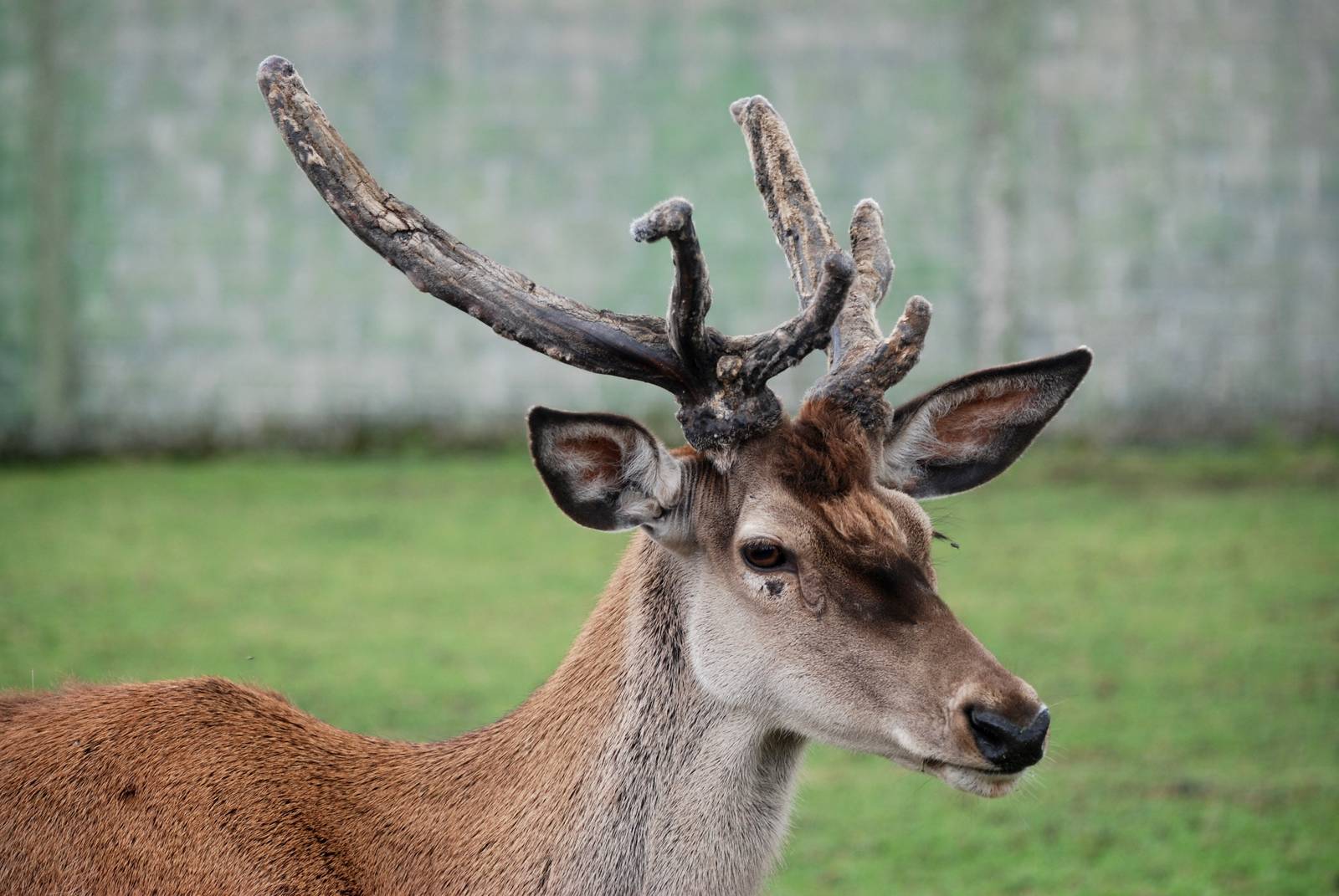 Spanish Red Deer at Santillana del Mar, 13/06/15