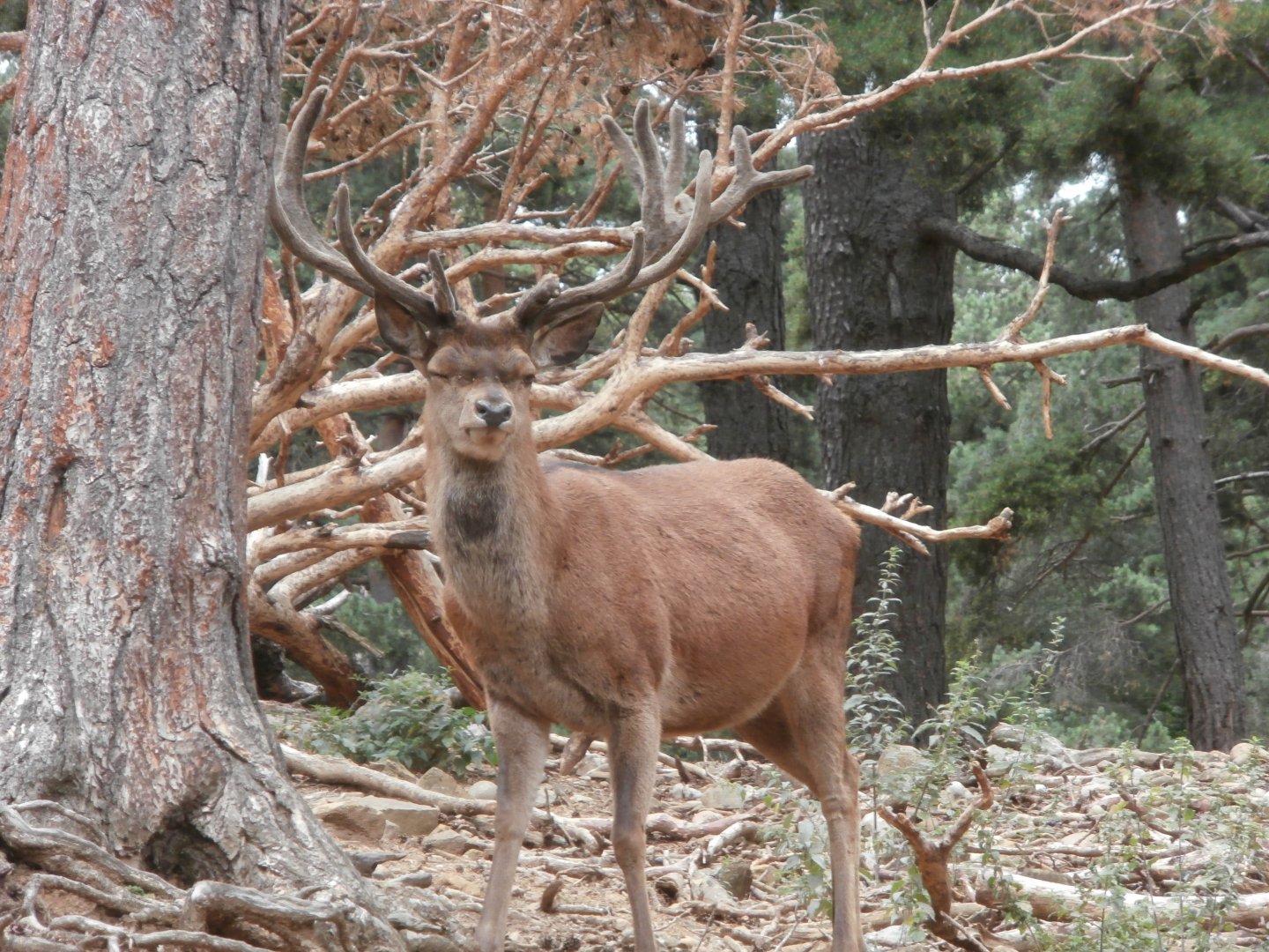 Spanish red deer- Lacuniacha