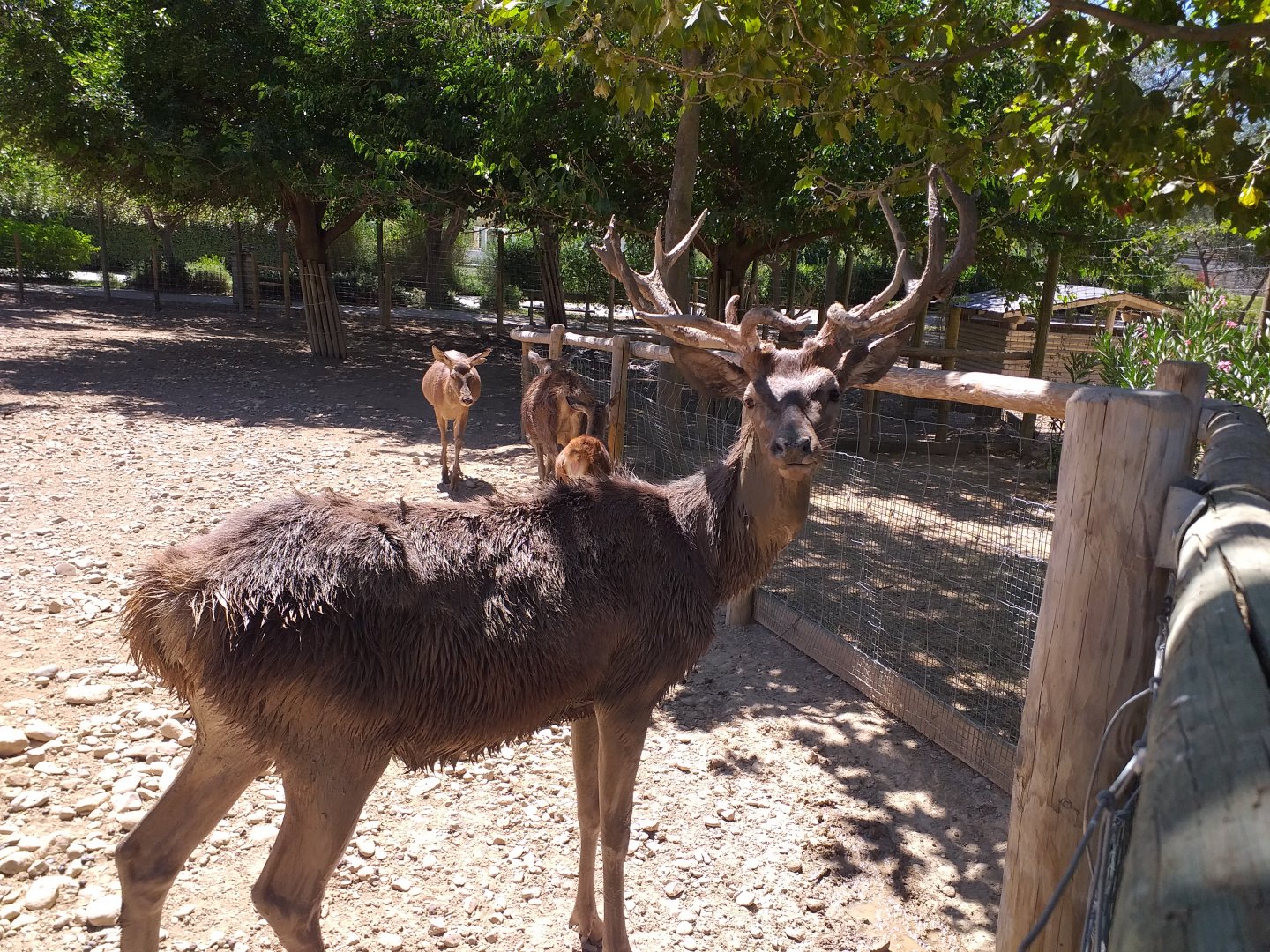 Spanish red deer -Sendaviva (2020)