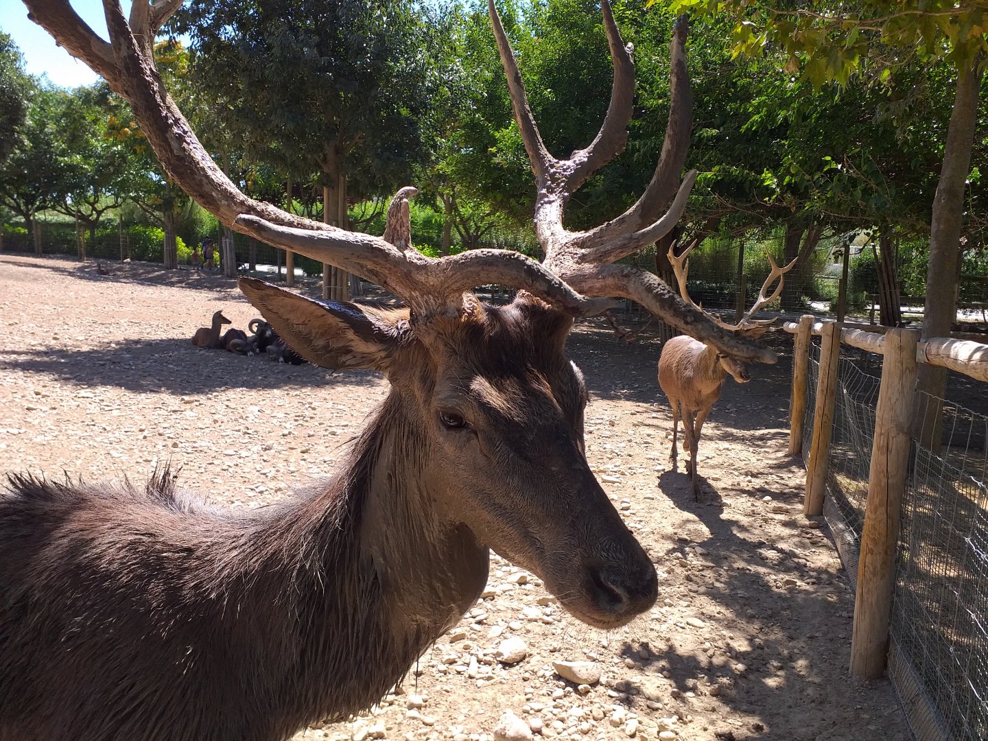 Spanish red deer -Sendaviva (2020)