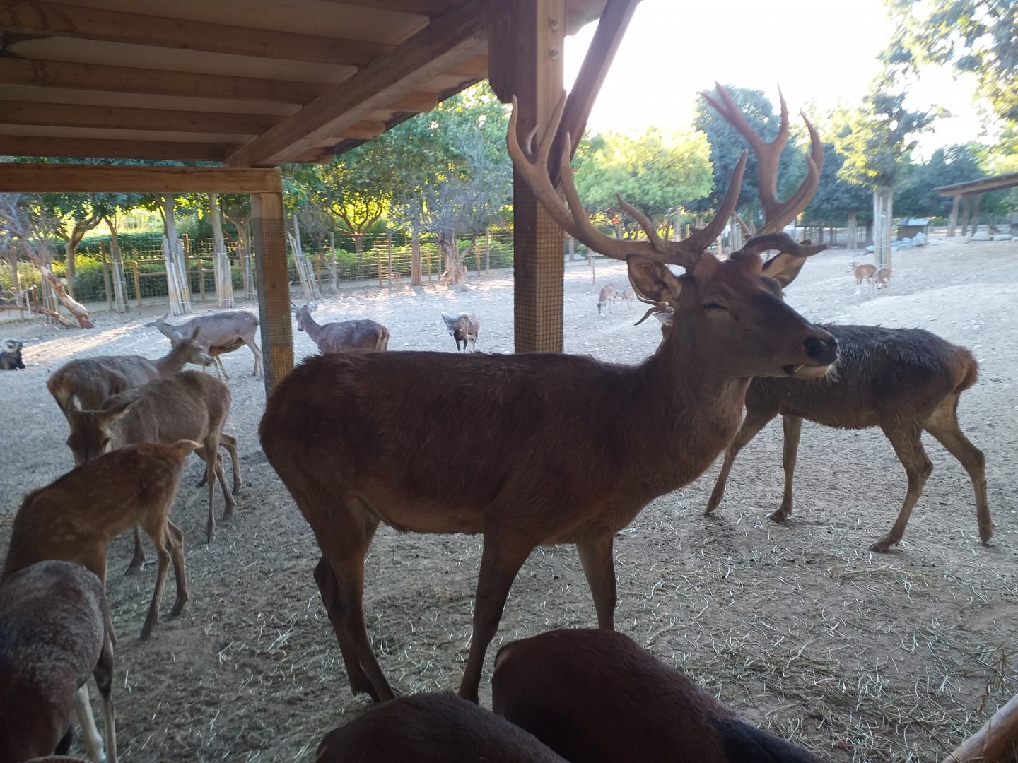 Spanish red deer -Sendaviva (2020)