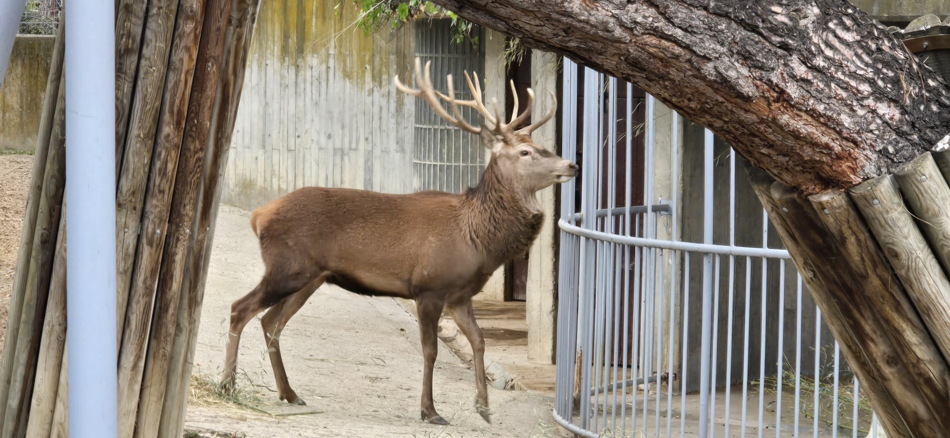 Spanish red deer stag