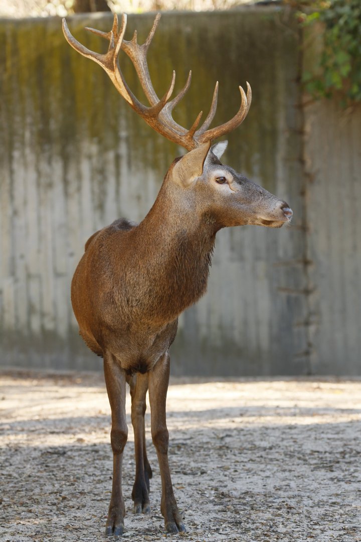 Spanish red deer