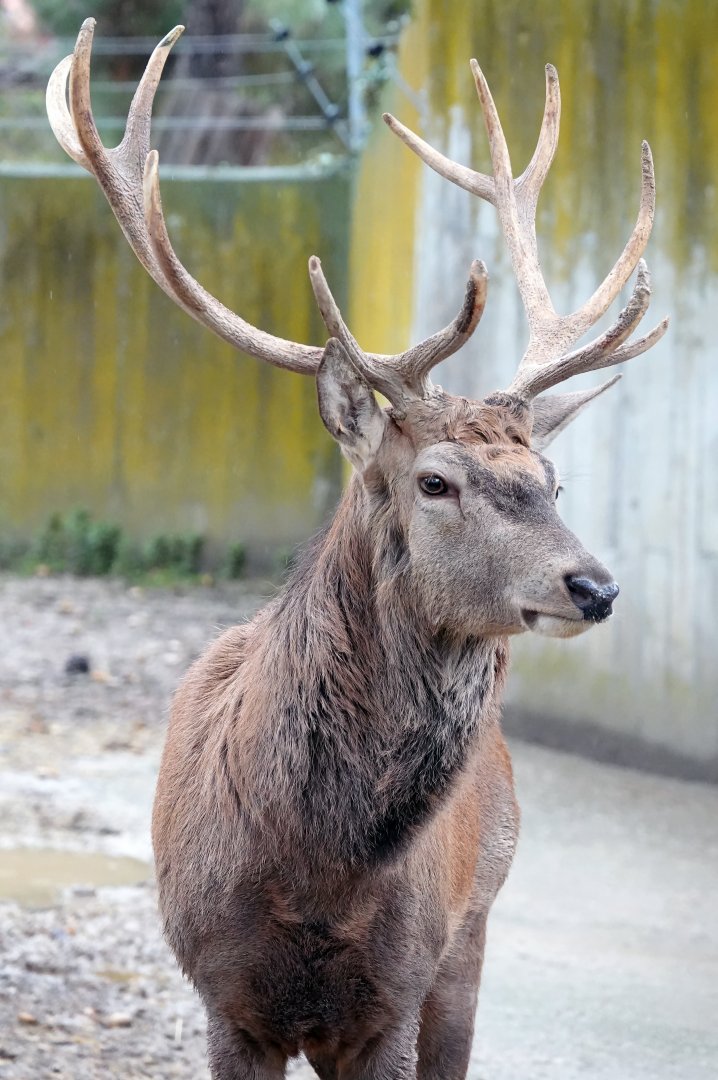 Spanish red deer