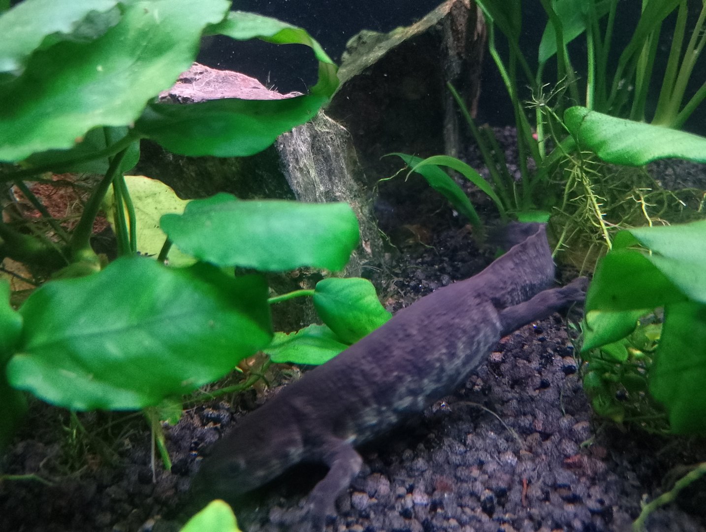 Spanish ribbed newt