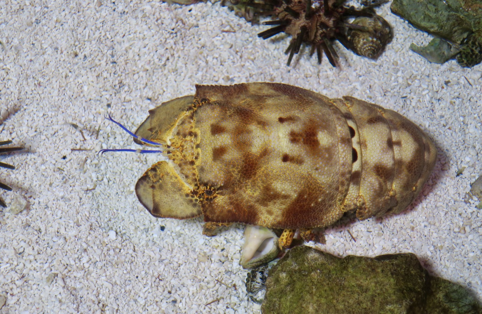 Spanish Slipper Lobster (Scyllarides aequinoctialis)