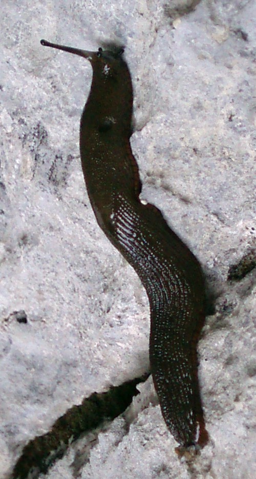 Spanish Slug (Arion vulgaris)