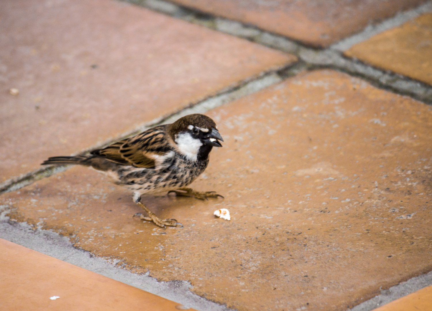Spanish sparrow, Passer hispaniolensis hispaniolensis