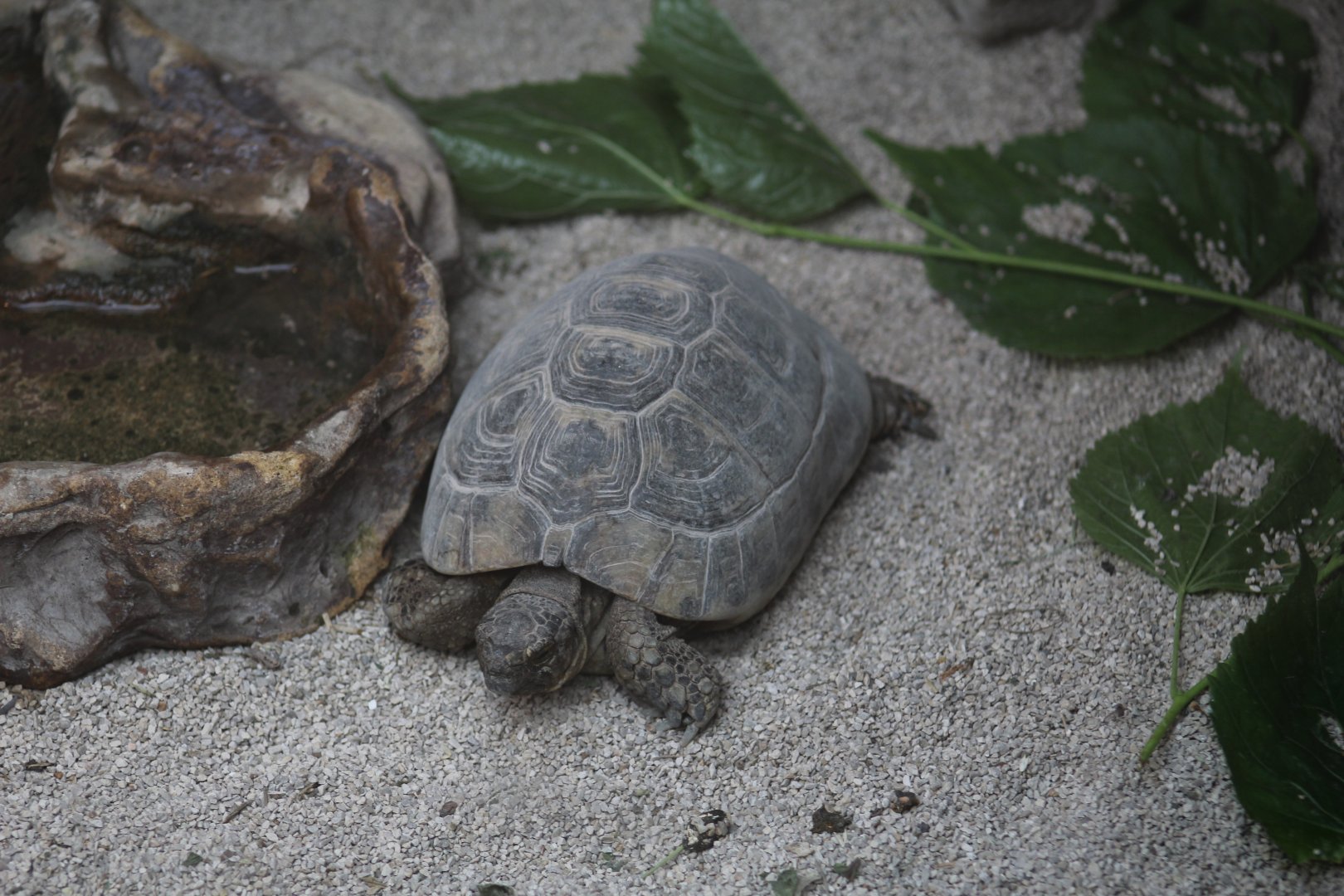 Spanish Spur-Thighed Tortoise