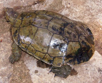 Spanish Terrapin (Mauremys leprosa)