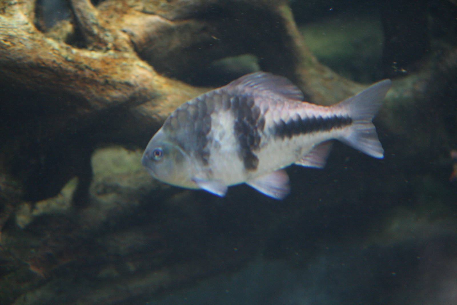 Spanner barb, 01/10/2011