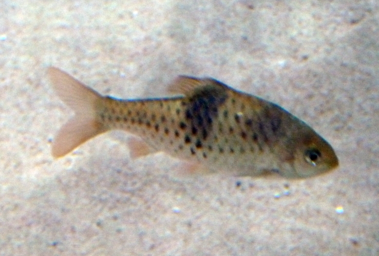 Spanner barb (Puntius lateristriga) young