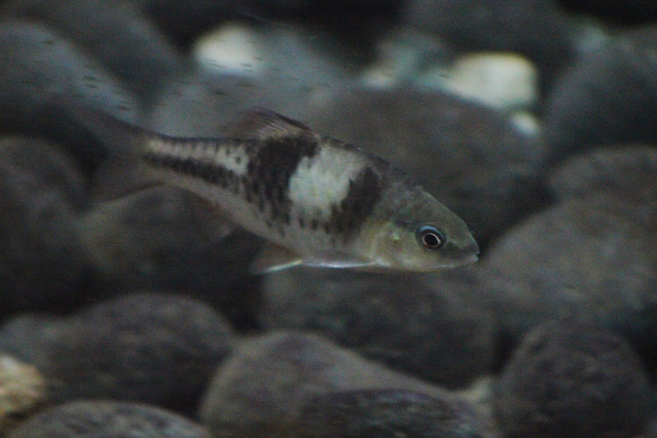 Spanner barb (Striuntius lateristriga)