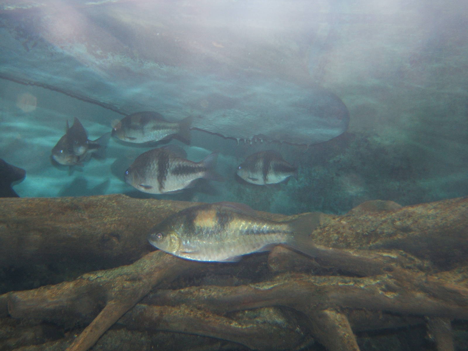 Spanner Barb's (Barbus lateristriga)