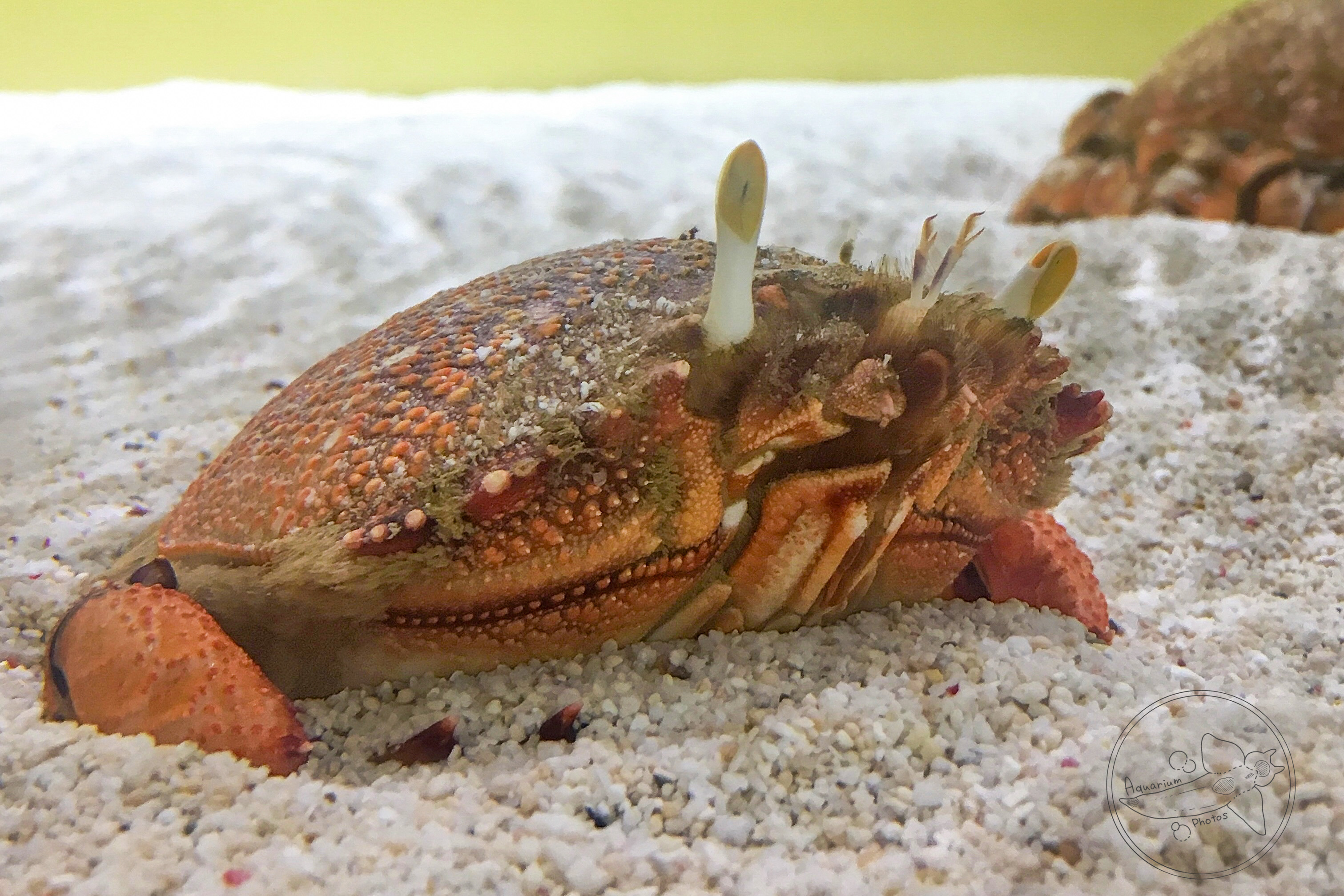 Spanner Crab (Ranina ranina)