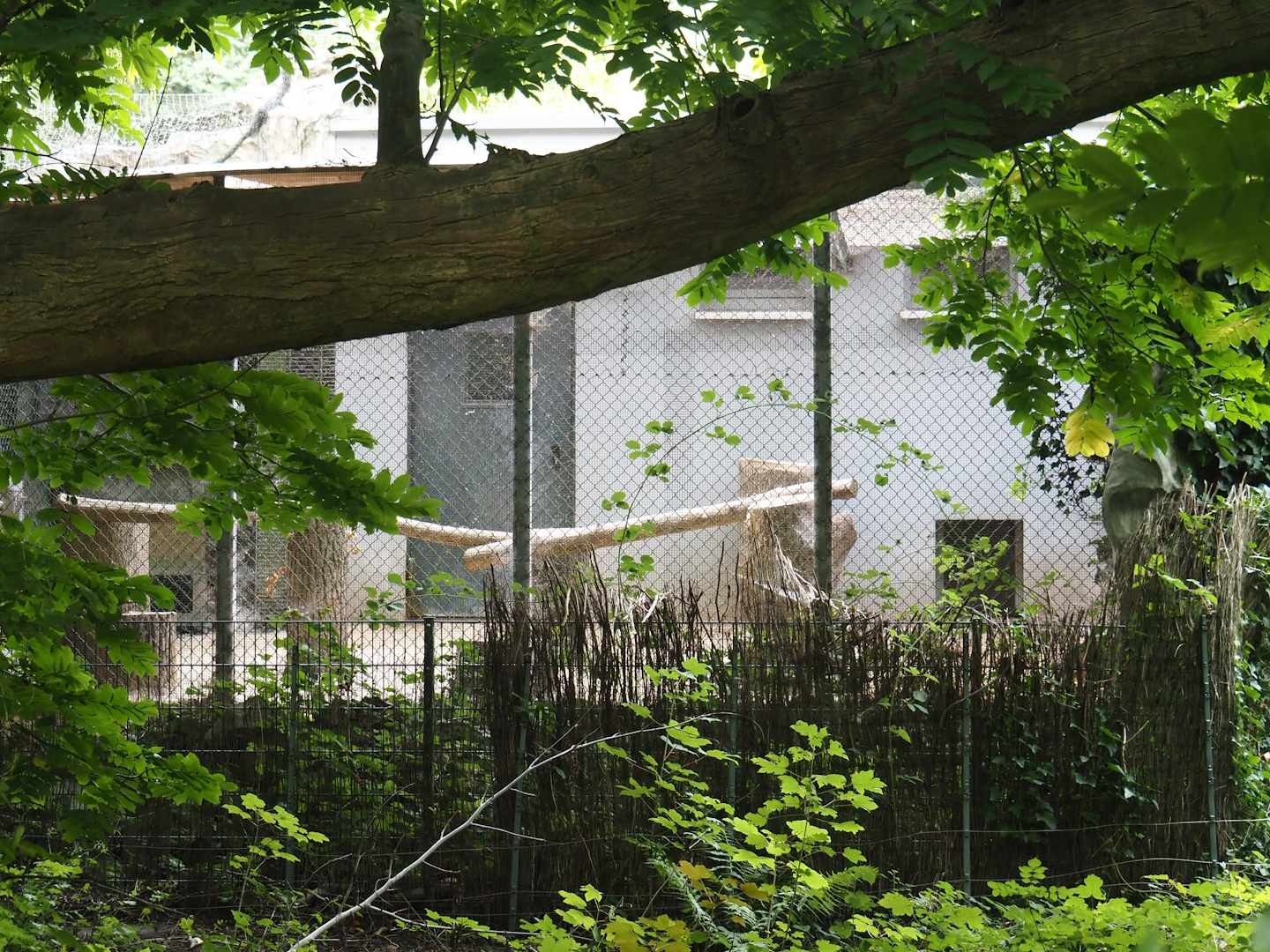 Spare exhibit near the snowy owl aviary, 2024-08-05