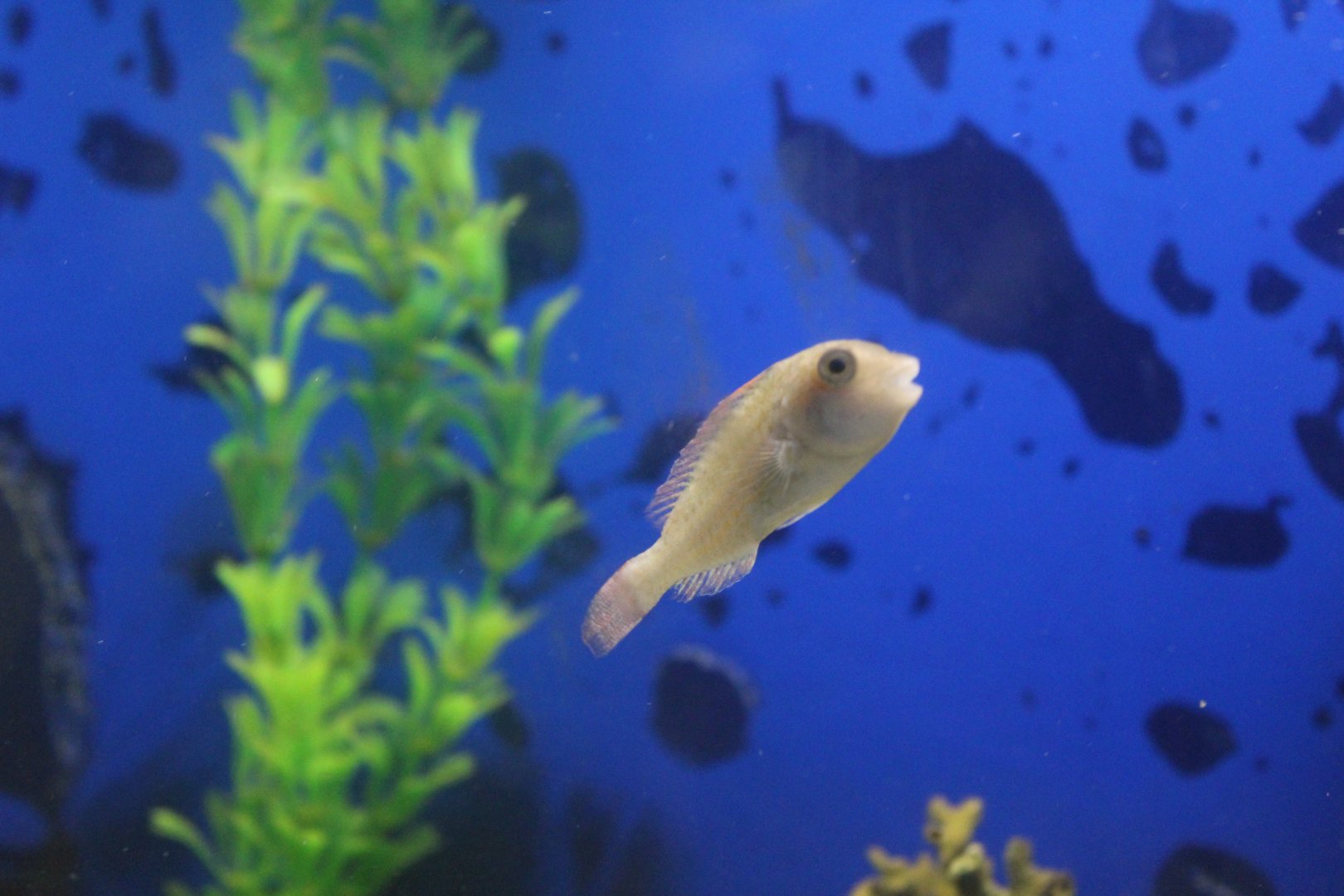 Sparisoma rubripinne??