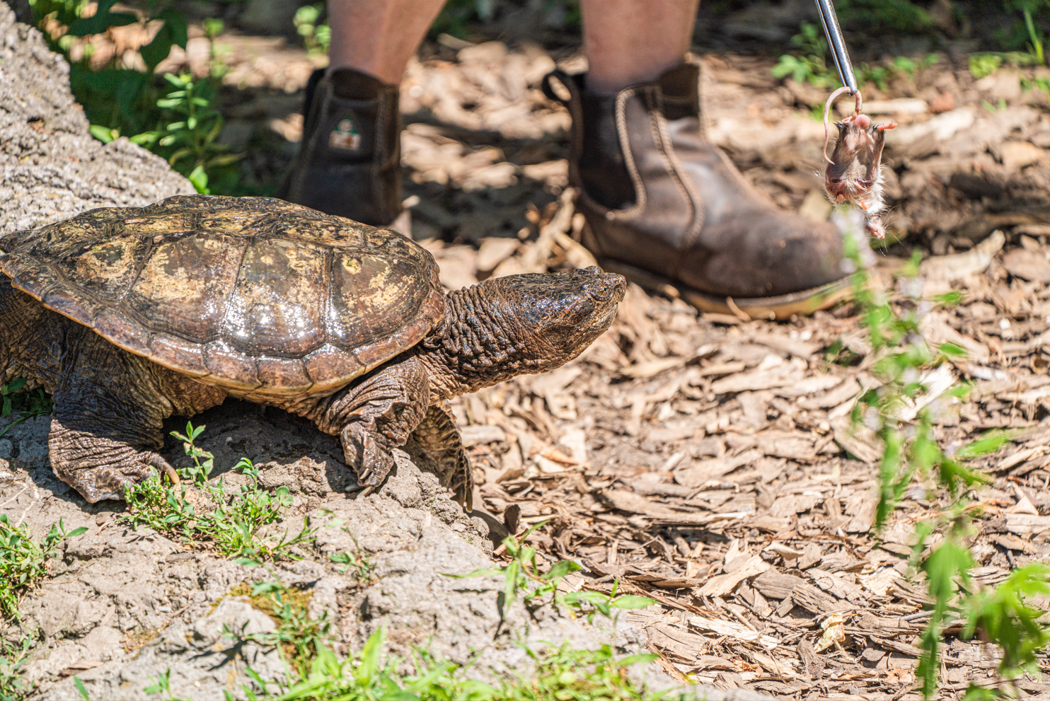 Sparkle the female Common Snapping Turtle
