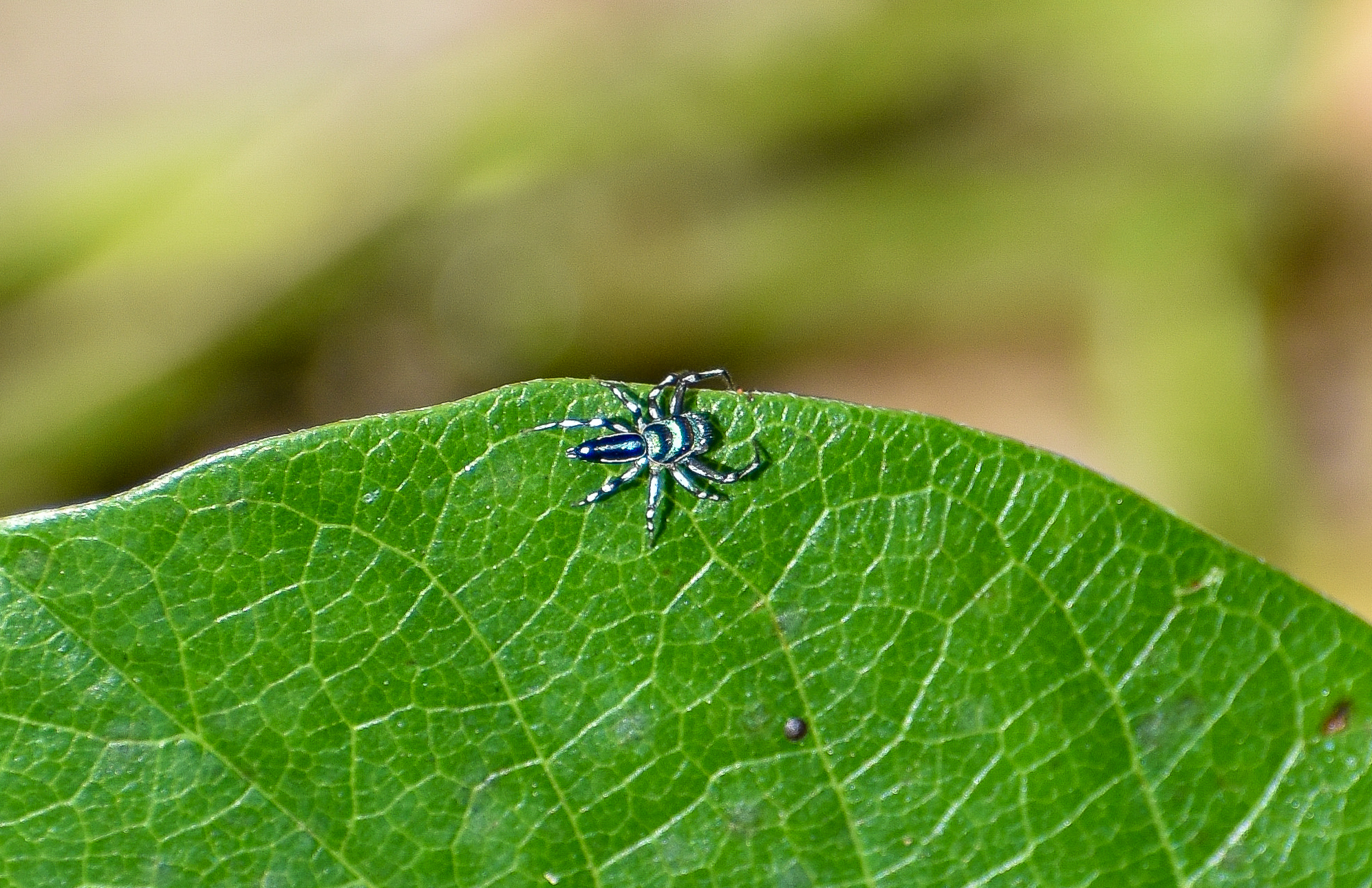 Sparkling Northern Jumping Spider (Cosmophasis micarioides)