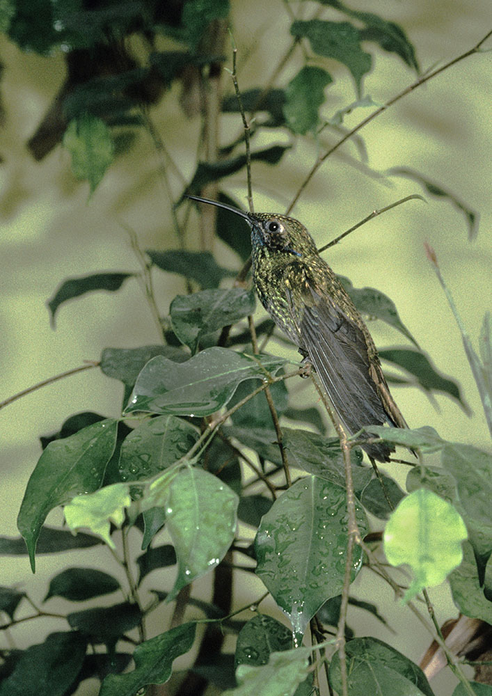 Sparkling violet-ear 1992