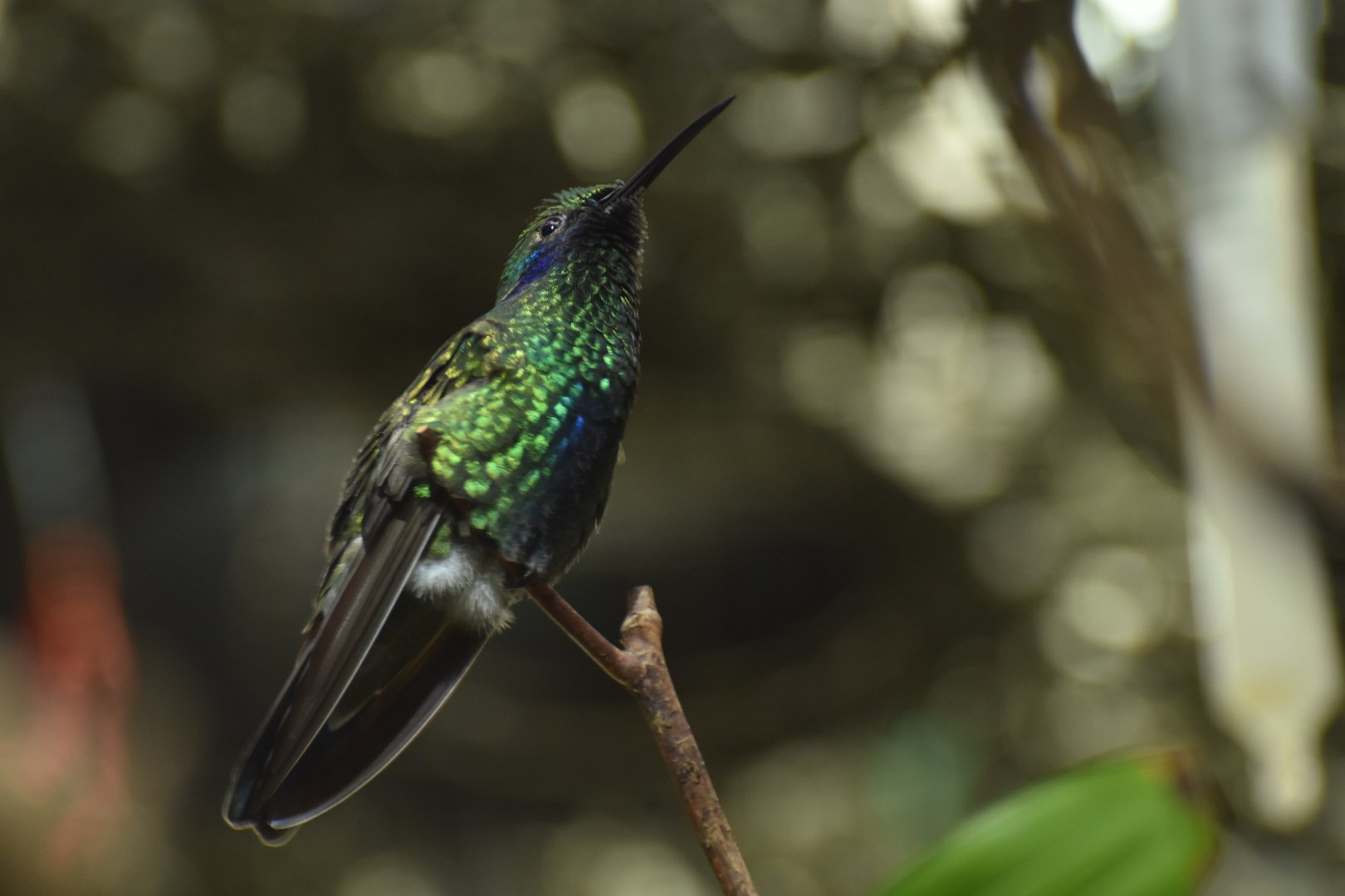 Sparkling Violet-ear Colibri coruscans