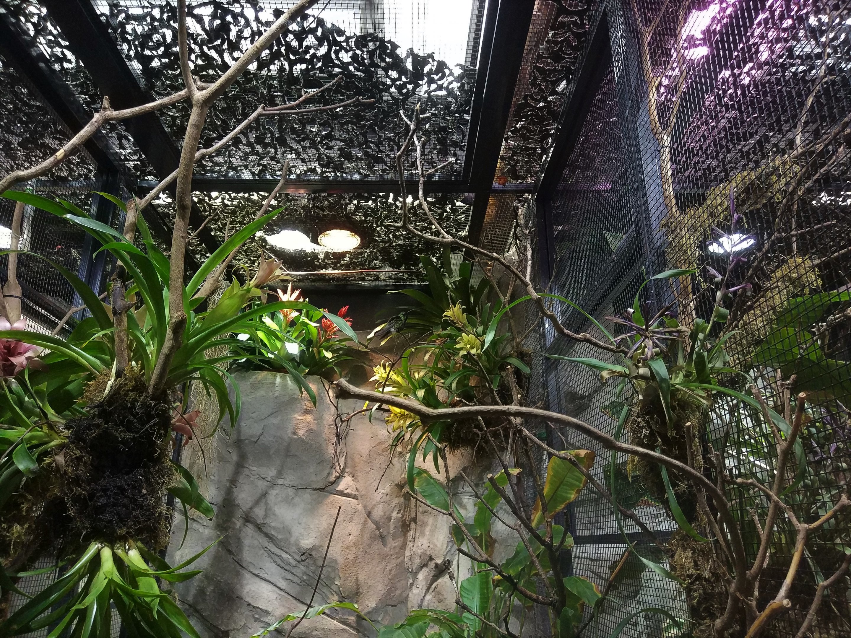 Sparkling Violet-ear