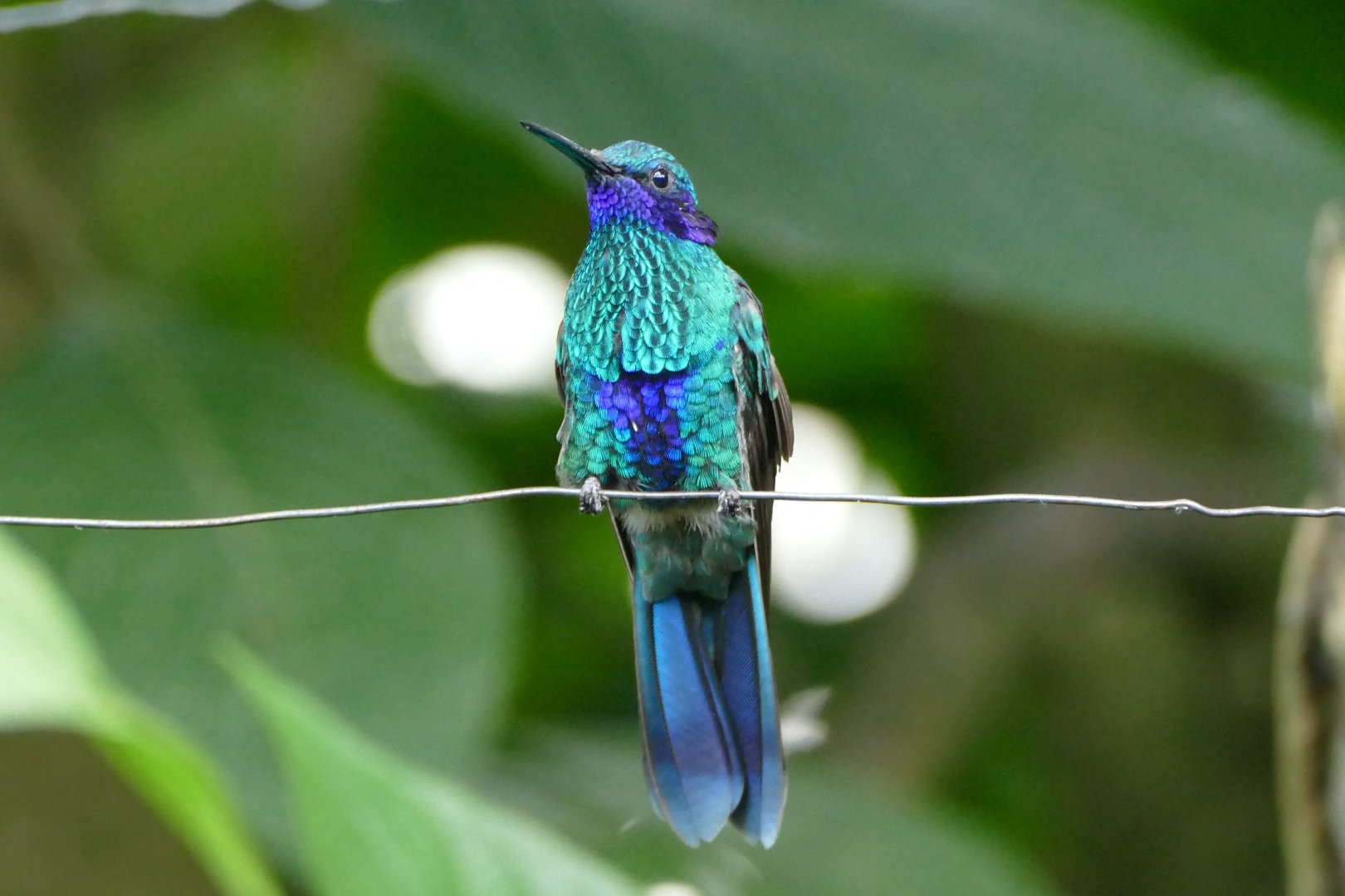 Sparkling Violet-ear