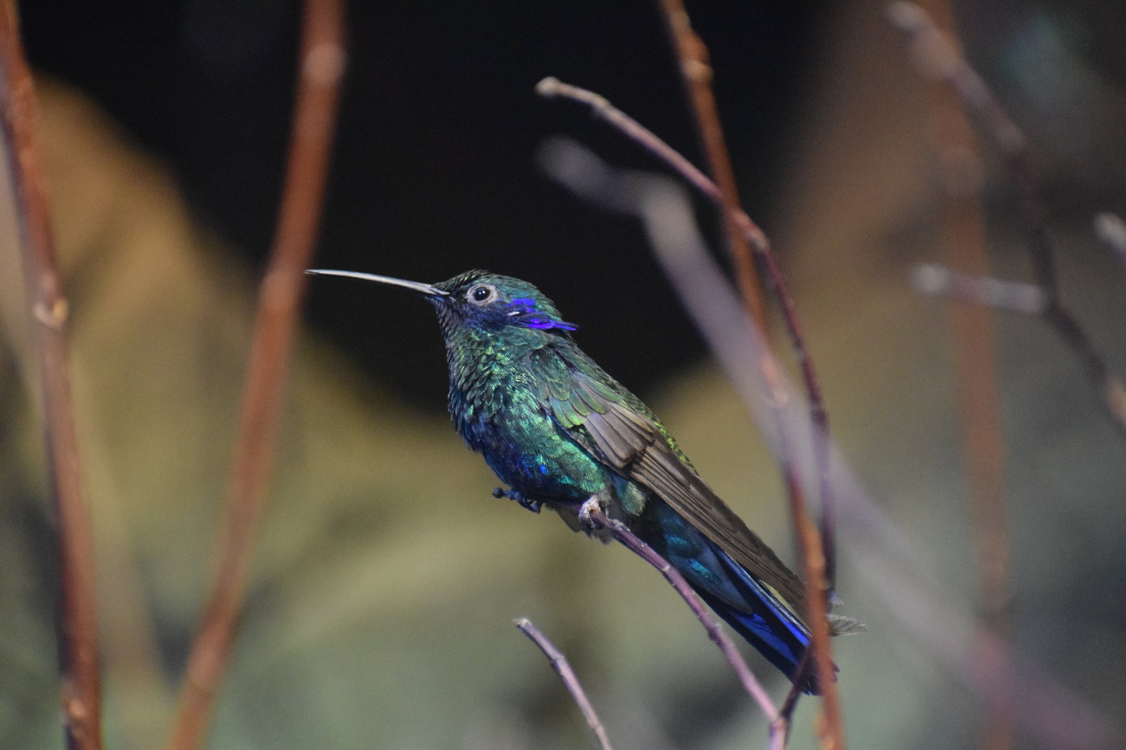 Sparkling violetear - August 2023