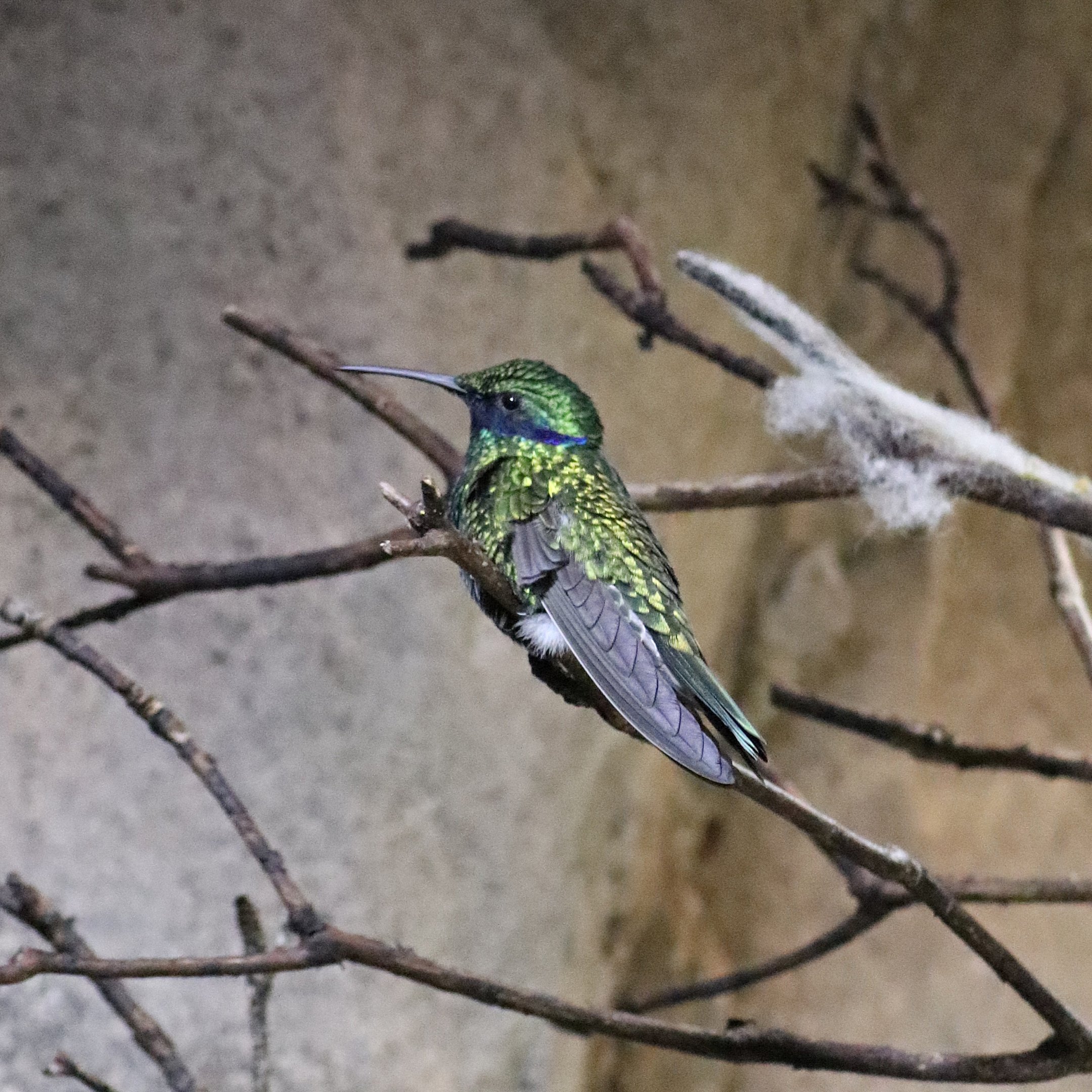 Sparkling violetear (Colibri coruscans)