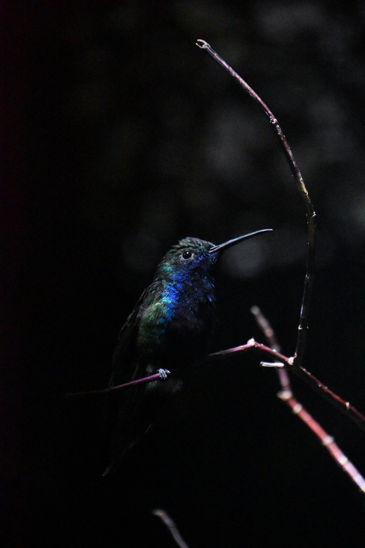 Sparkling violetear, Colibri coruscans