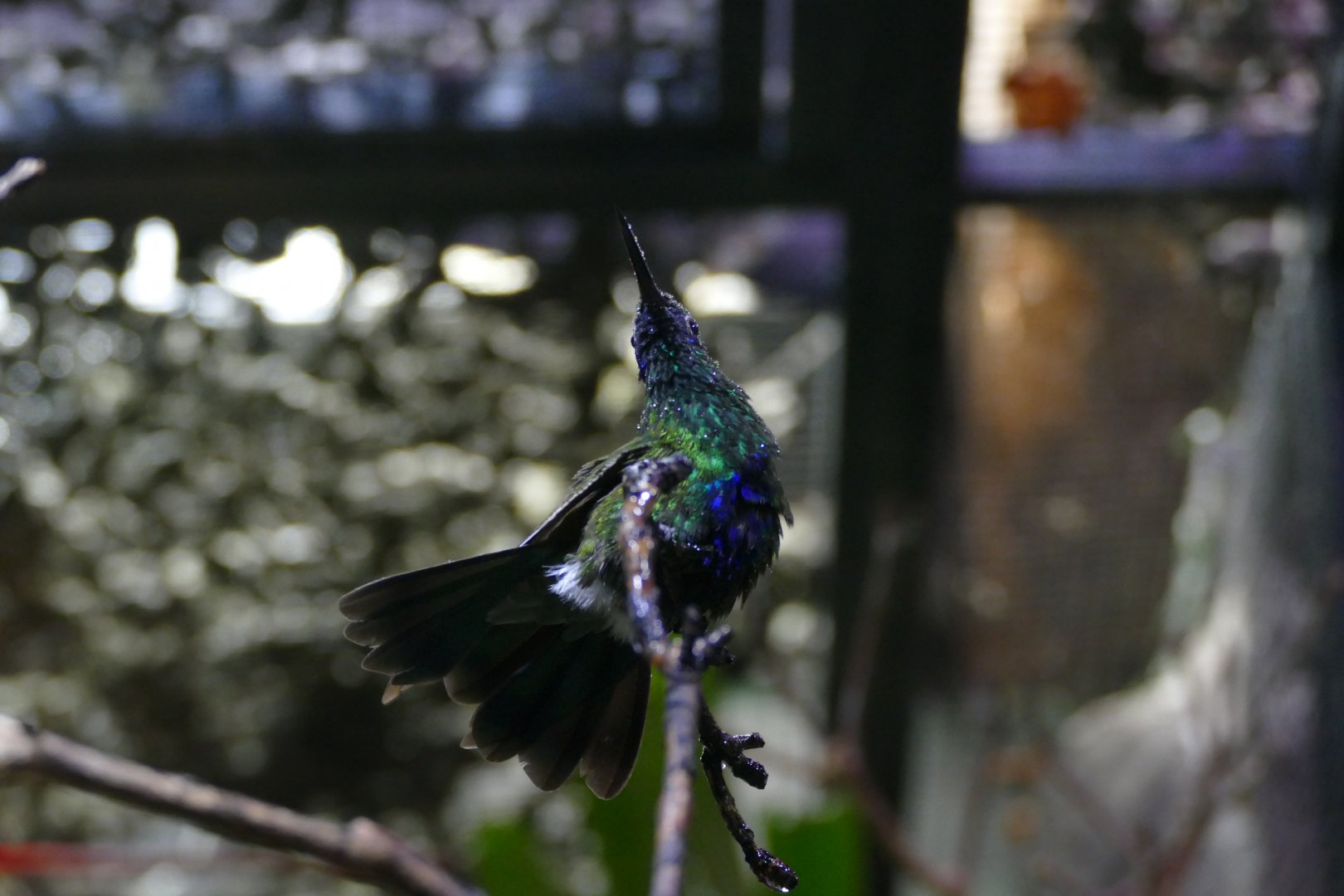 Sparkling violetear with dew drops