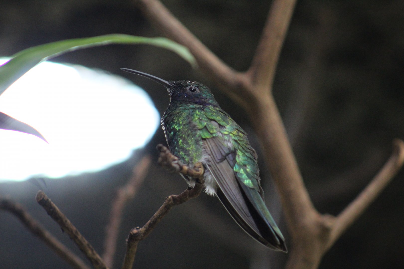Sparkling Violetear
