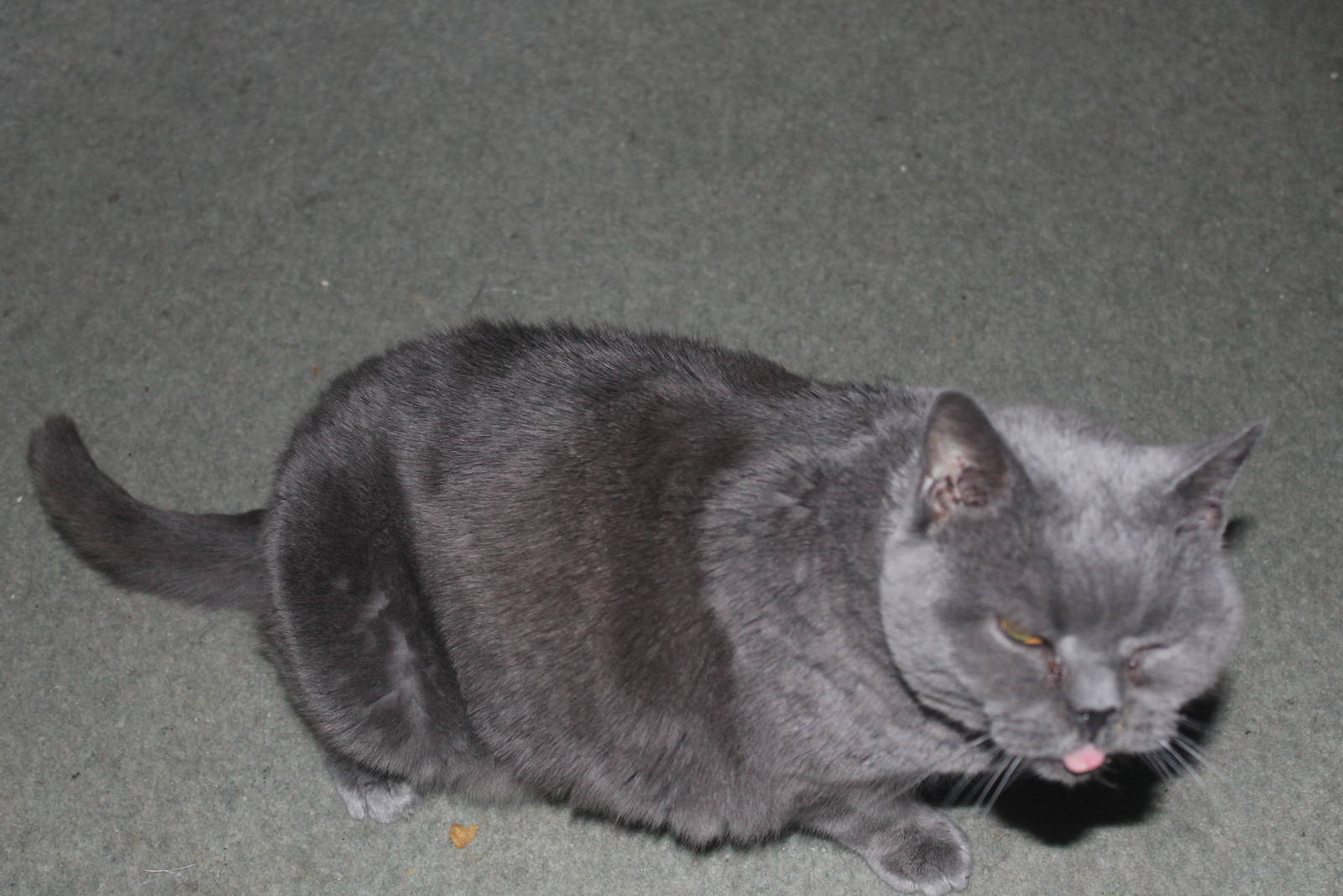 Sparky, a British Blue Cat