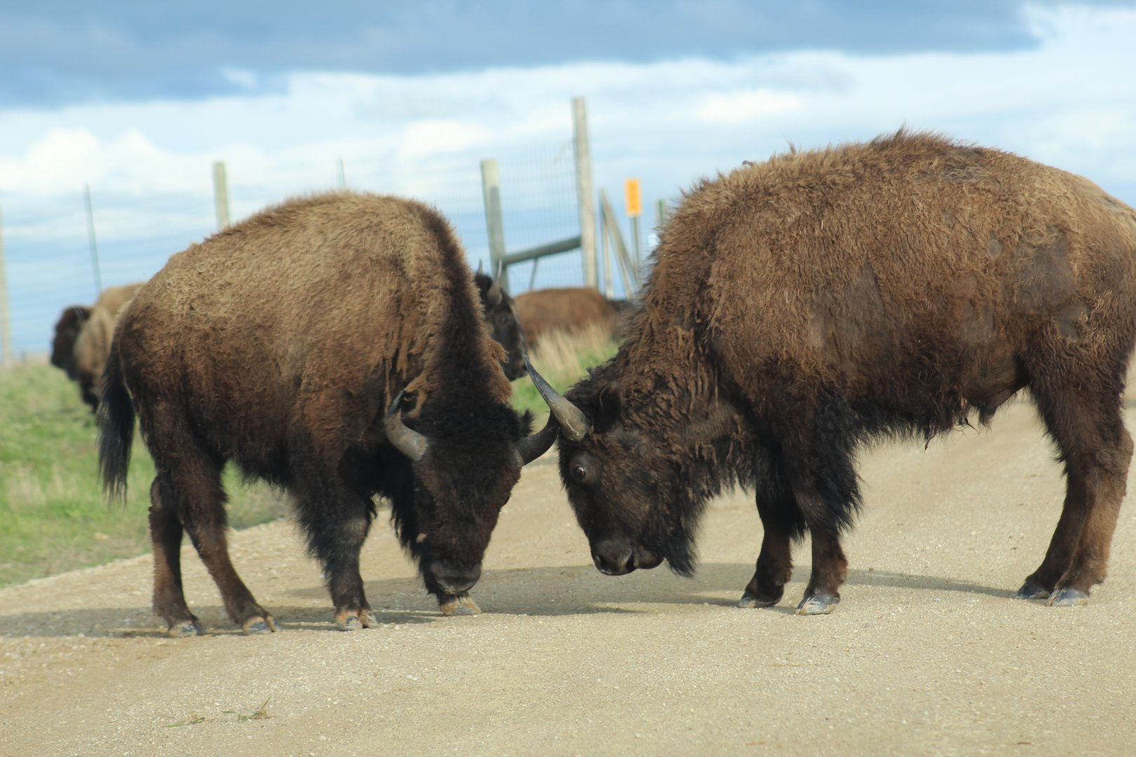 Sparring Bison