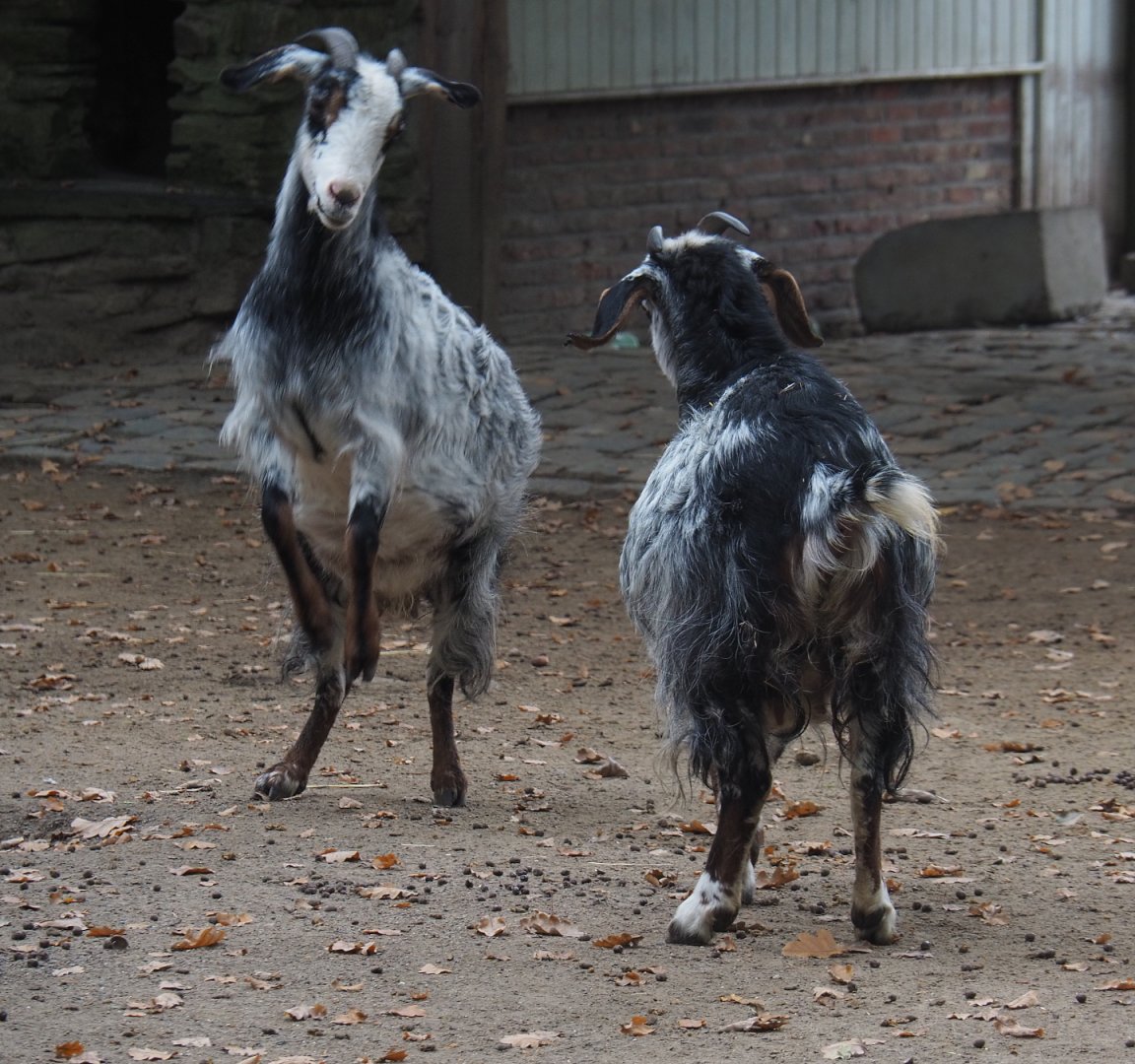Sparring Damara goats (Capra aegagrus hircus), 2020-10-19