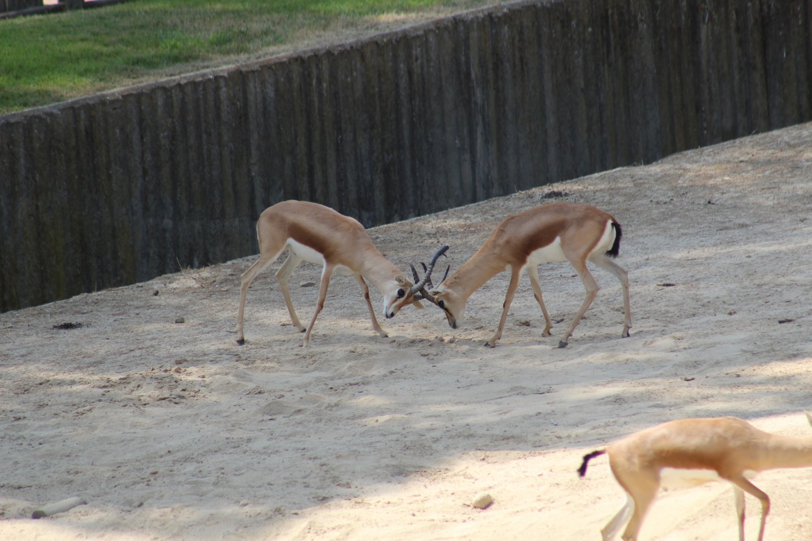 Sparring Dorcas Gazelles