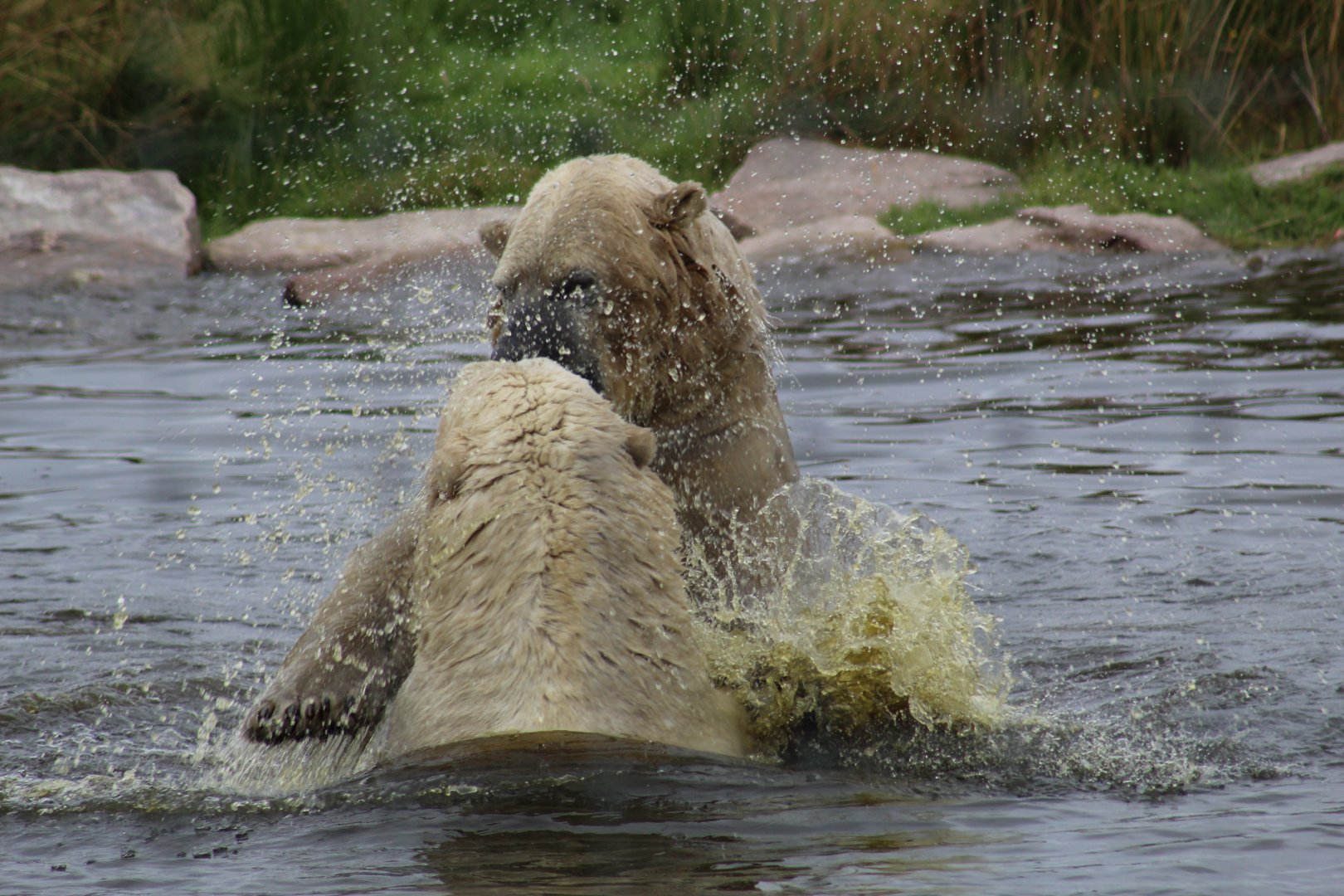 Sparring Polar Bears