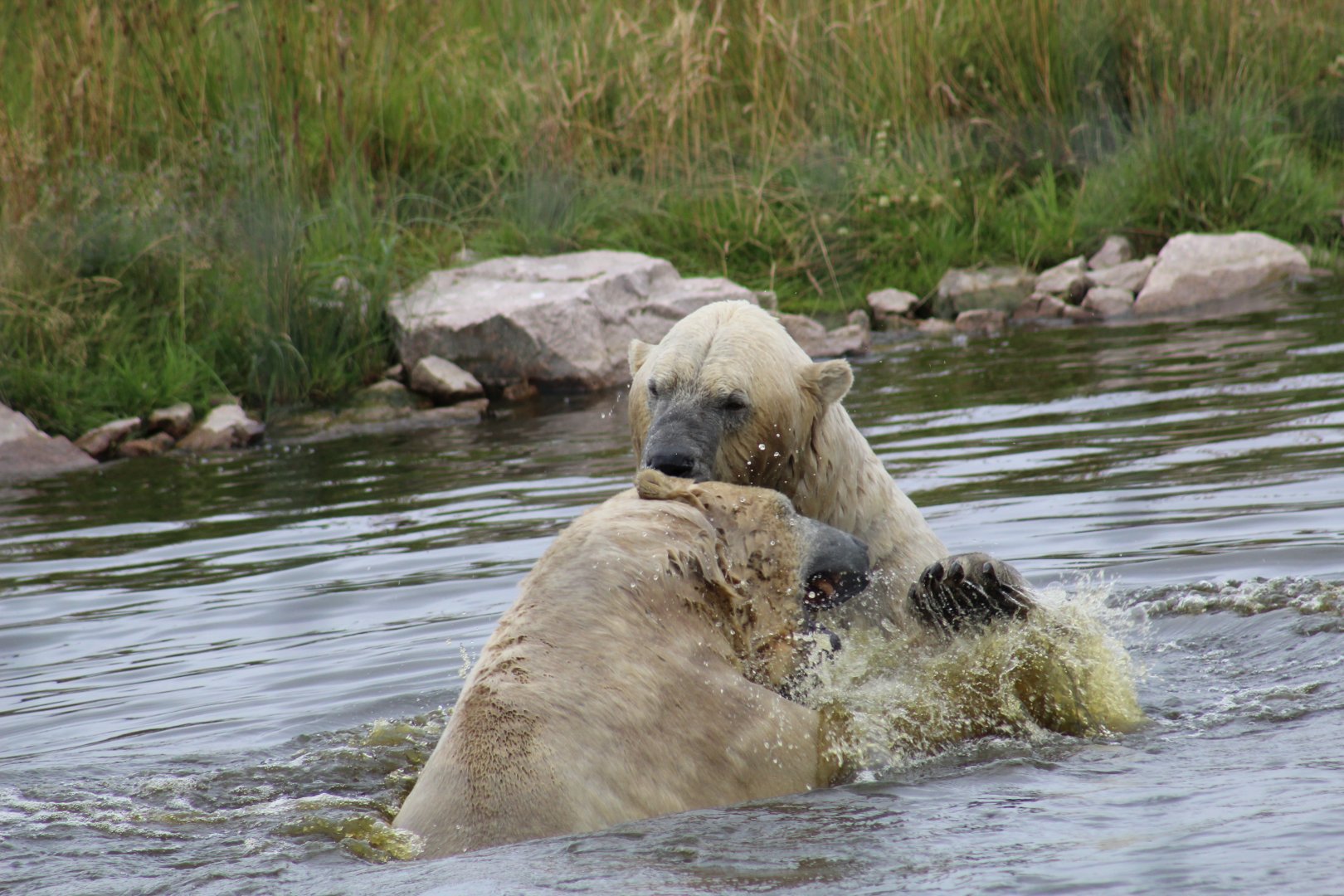 Sparring Polar Bears