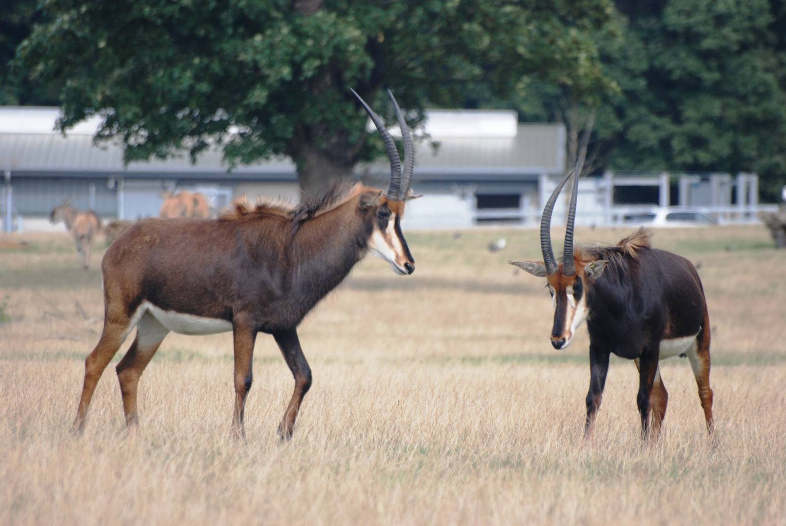 Sparring Sable at Woburn, 01/09/13