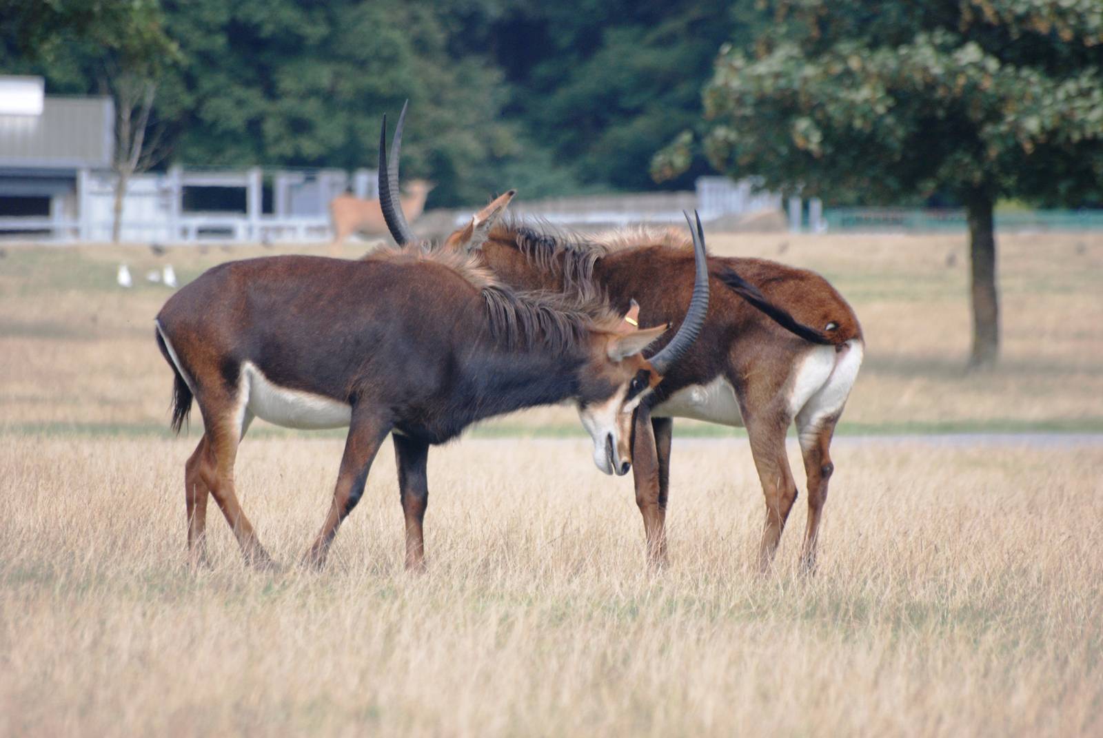Sparring Sable at Woburn, 01/09/13