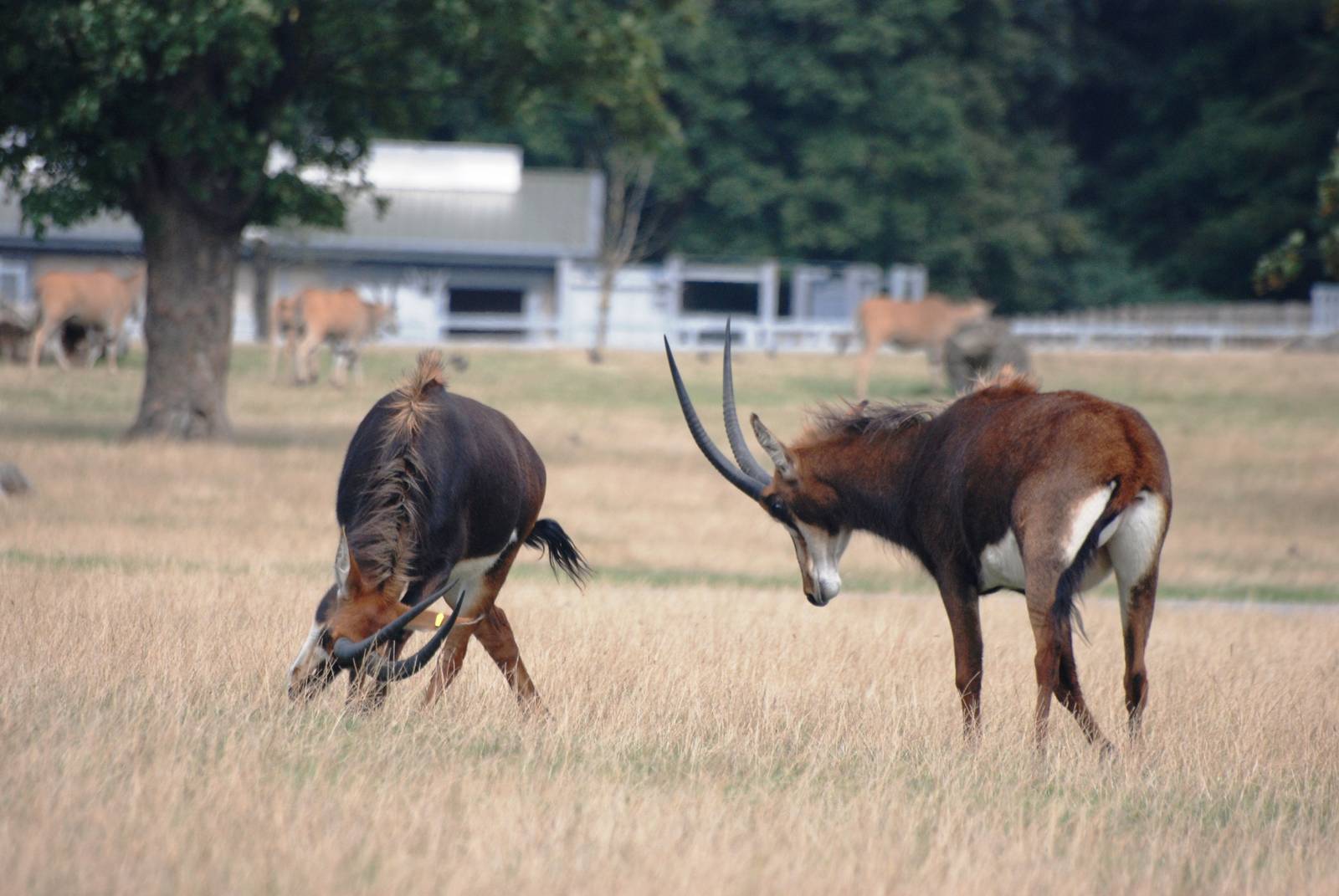 Sparring Sable at Woburn, 01/09/13