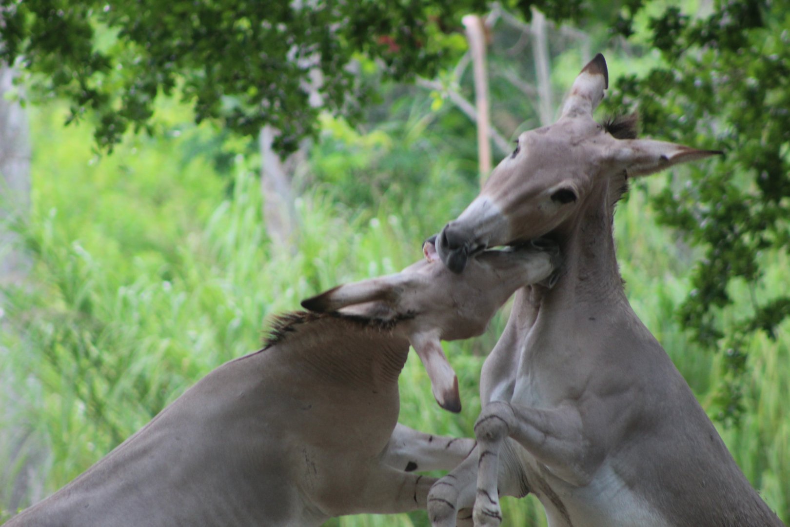 Sparring Somali Wild Asses