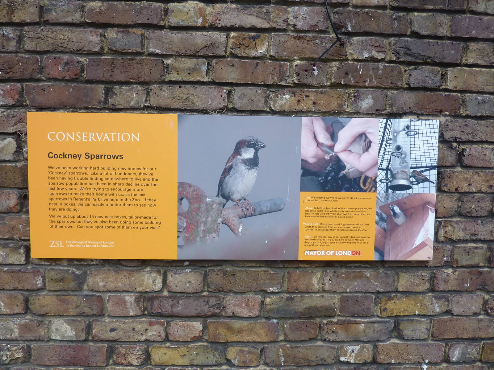 Sparrow conservation