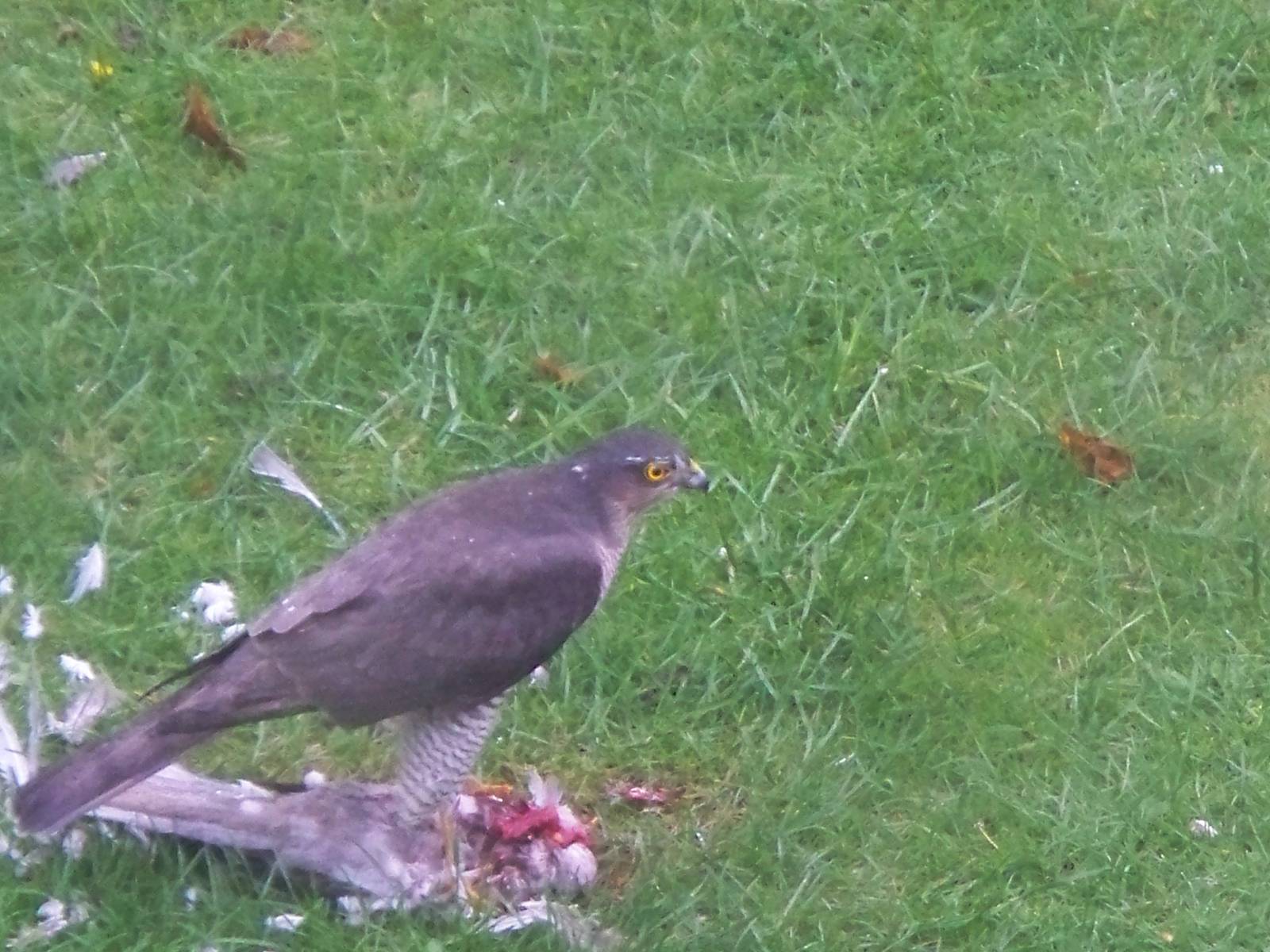 Sparrow hawk 16th October 2013 Essex UK